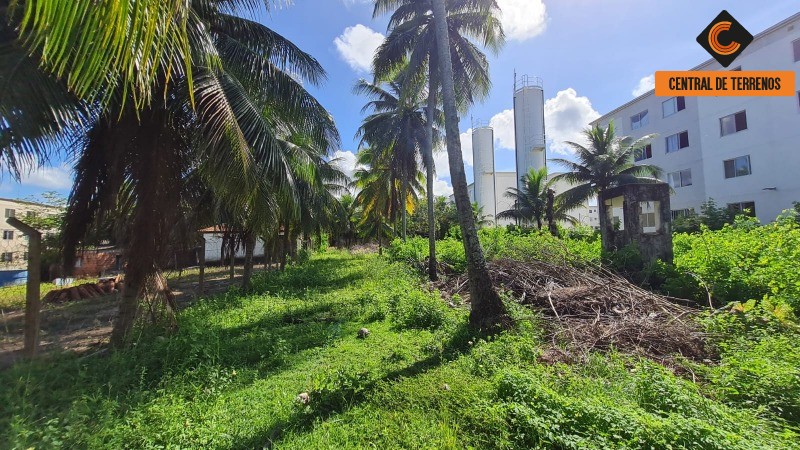 Terreno à venda, 4300m² - Foto 8