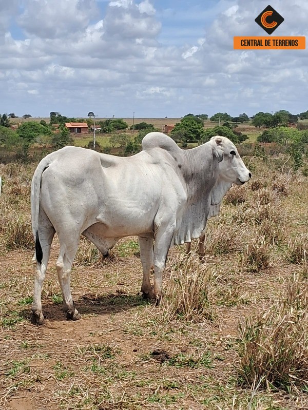Fazenda - Foto 10