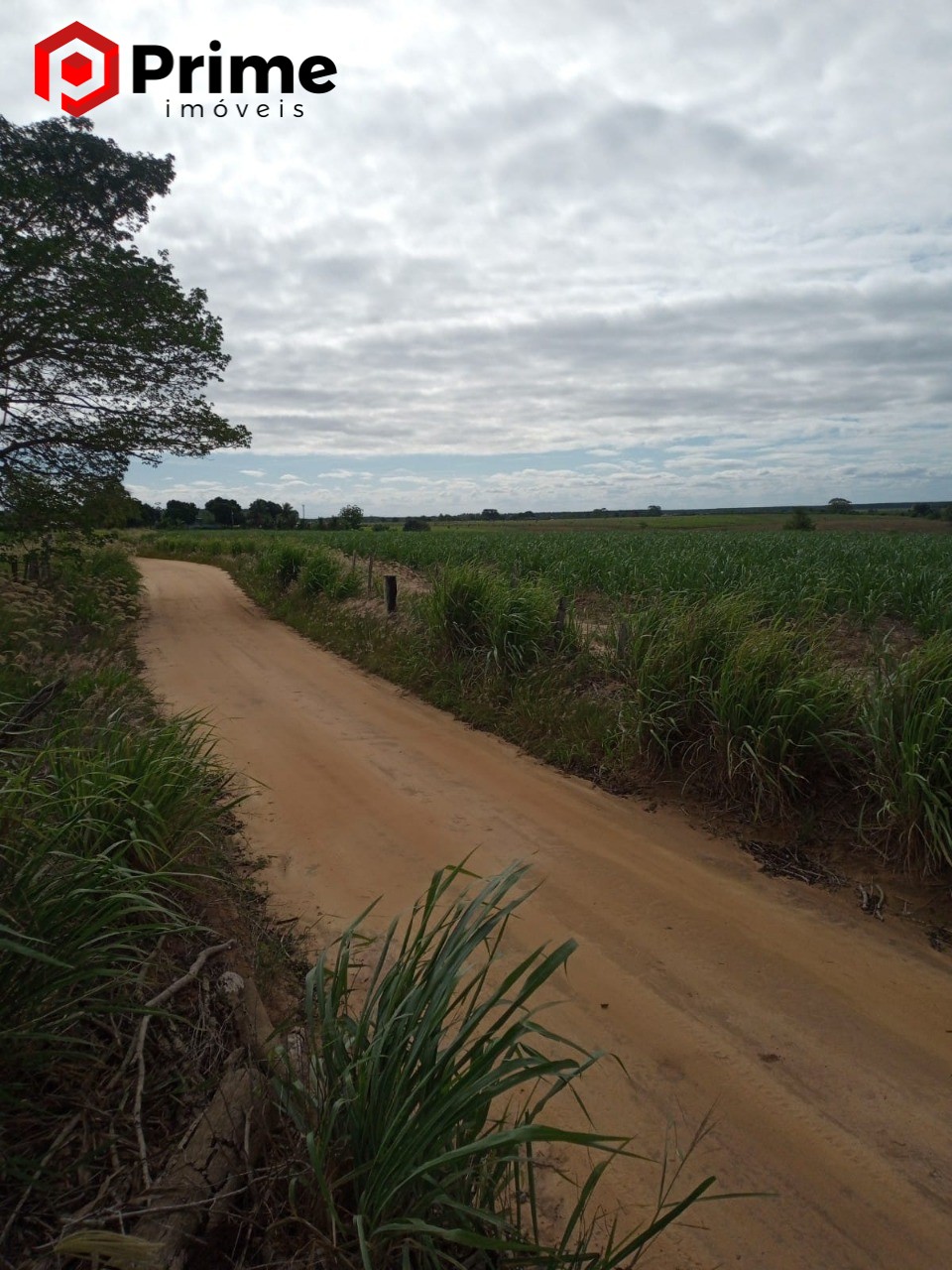 Fazenda à venda com 4 quartos - Foto 5