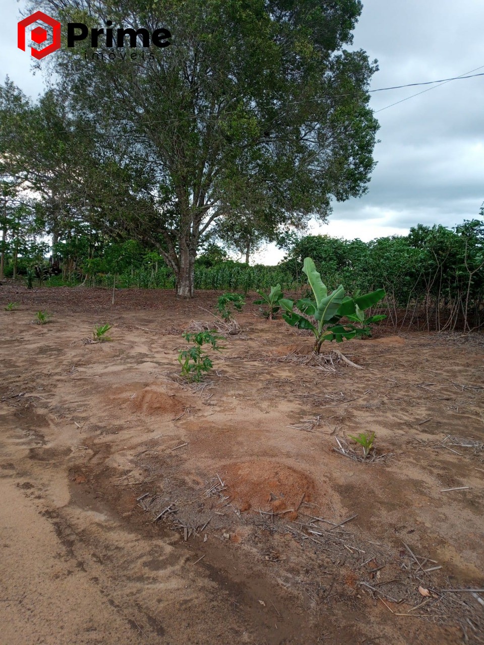 Fazenda à venda com 4 quartos - Foto 17