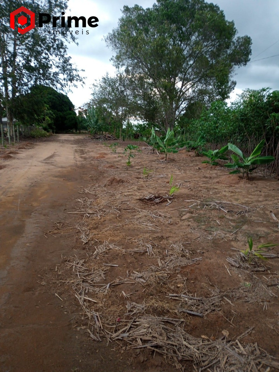 Fazenda à venda com 4 quartos - Foto 18