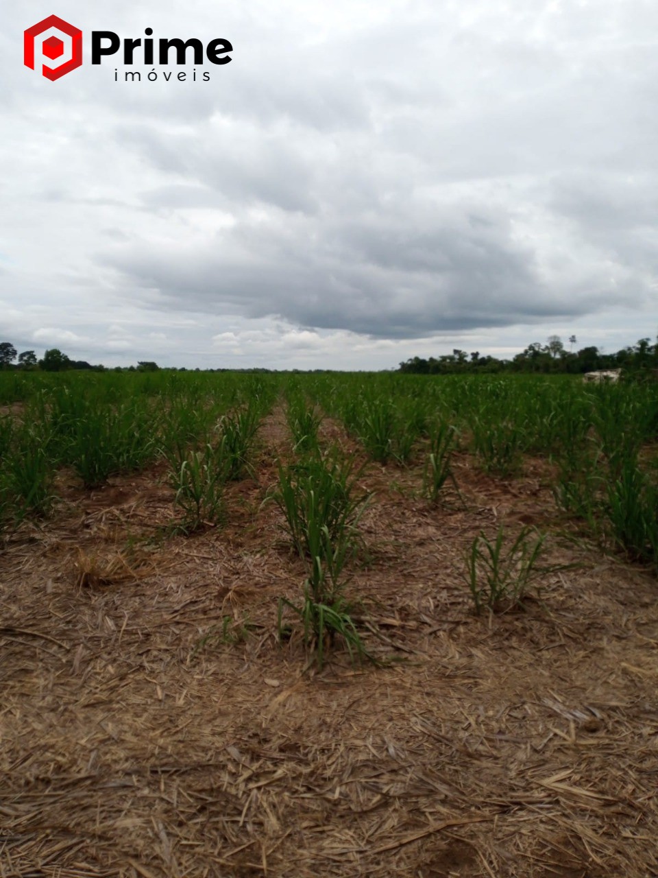 Fazenda à venda com 4 quartos - Foto 7