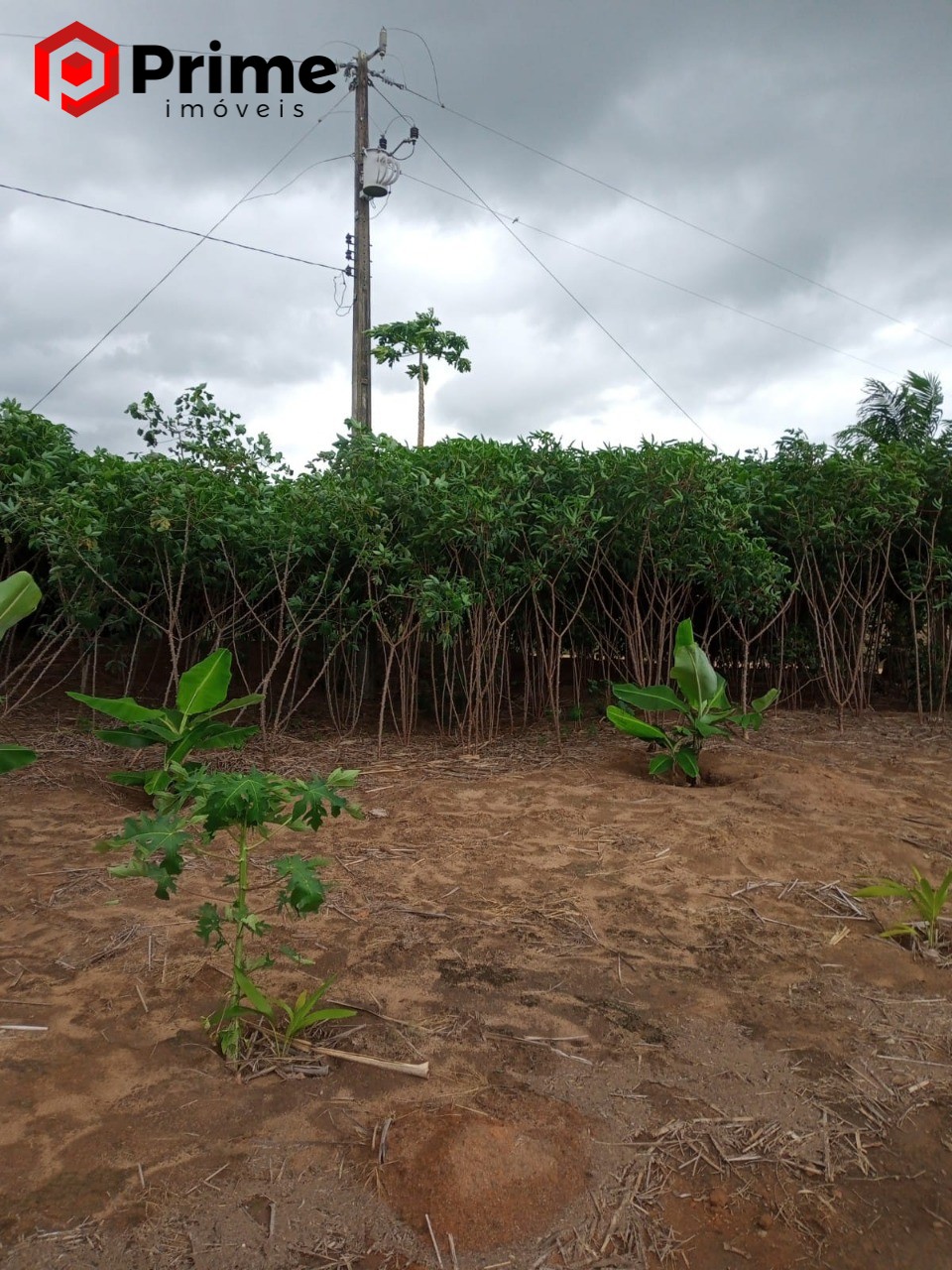 Fazenda à venda com 4 quartos - Foto 14