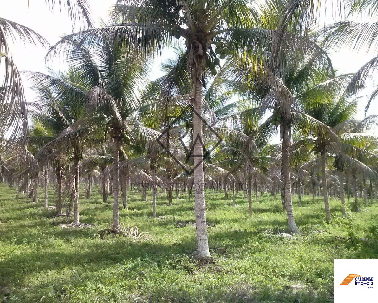 Fazenda à venda - Foto 43