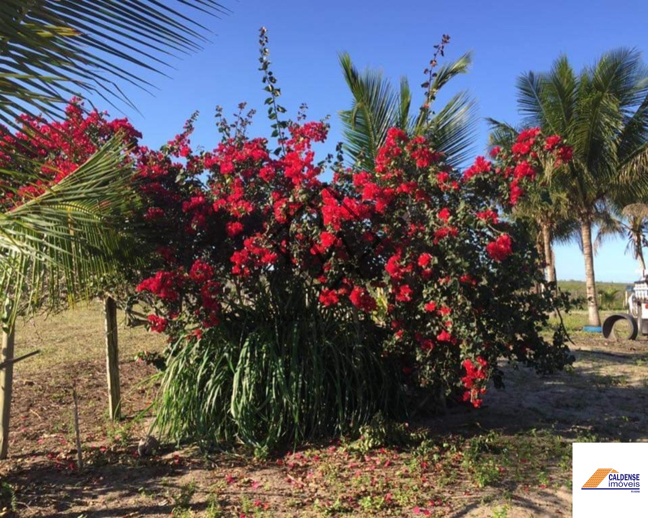 Fazenda à venda - Foto 12