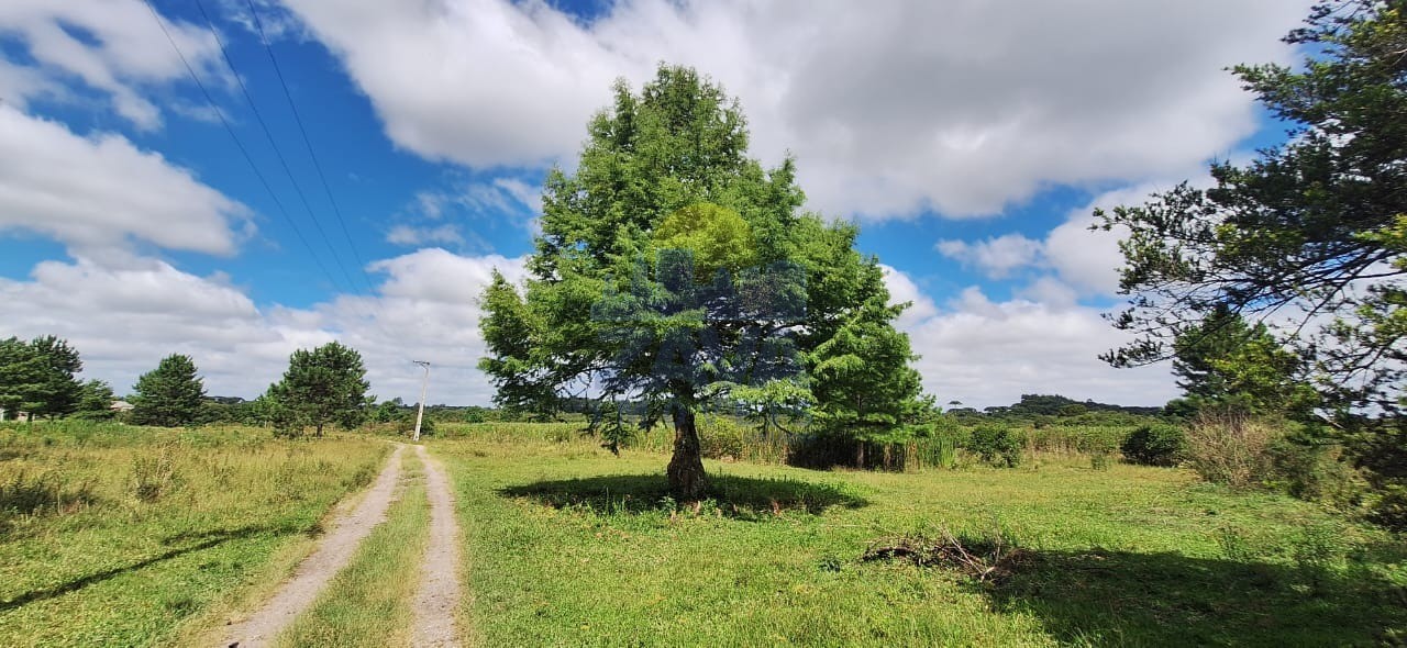 Haras e Área Rural Padrão à venda, 300000m² - Foto 56