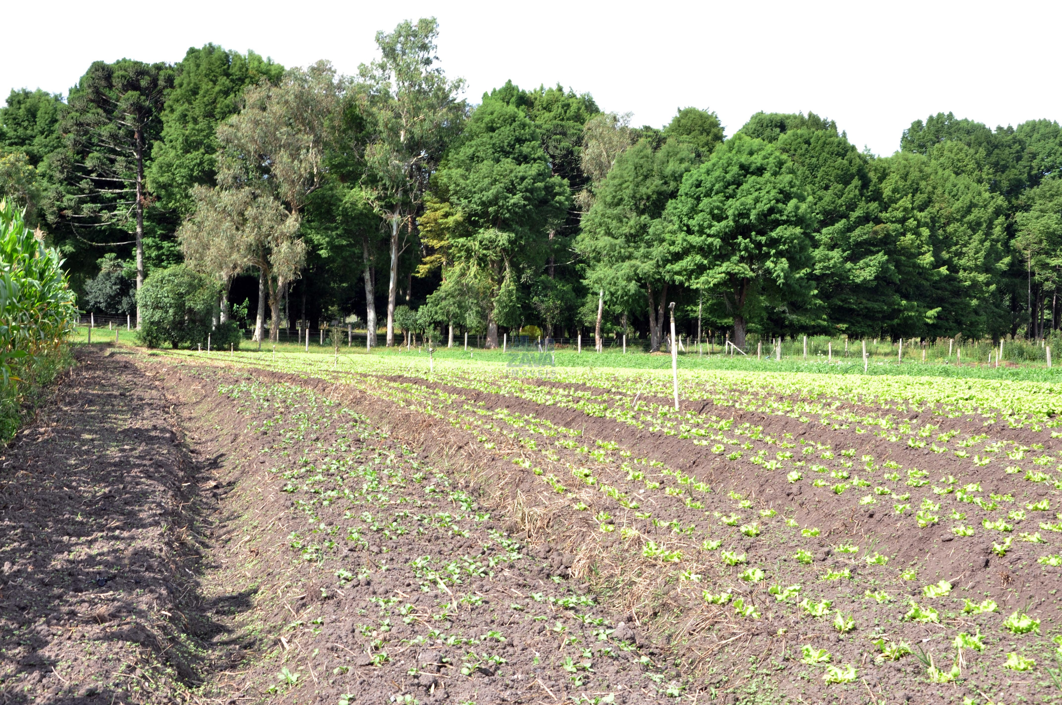 Haras e Área Rural Padrão à venda, 300000m² - Foto 21