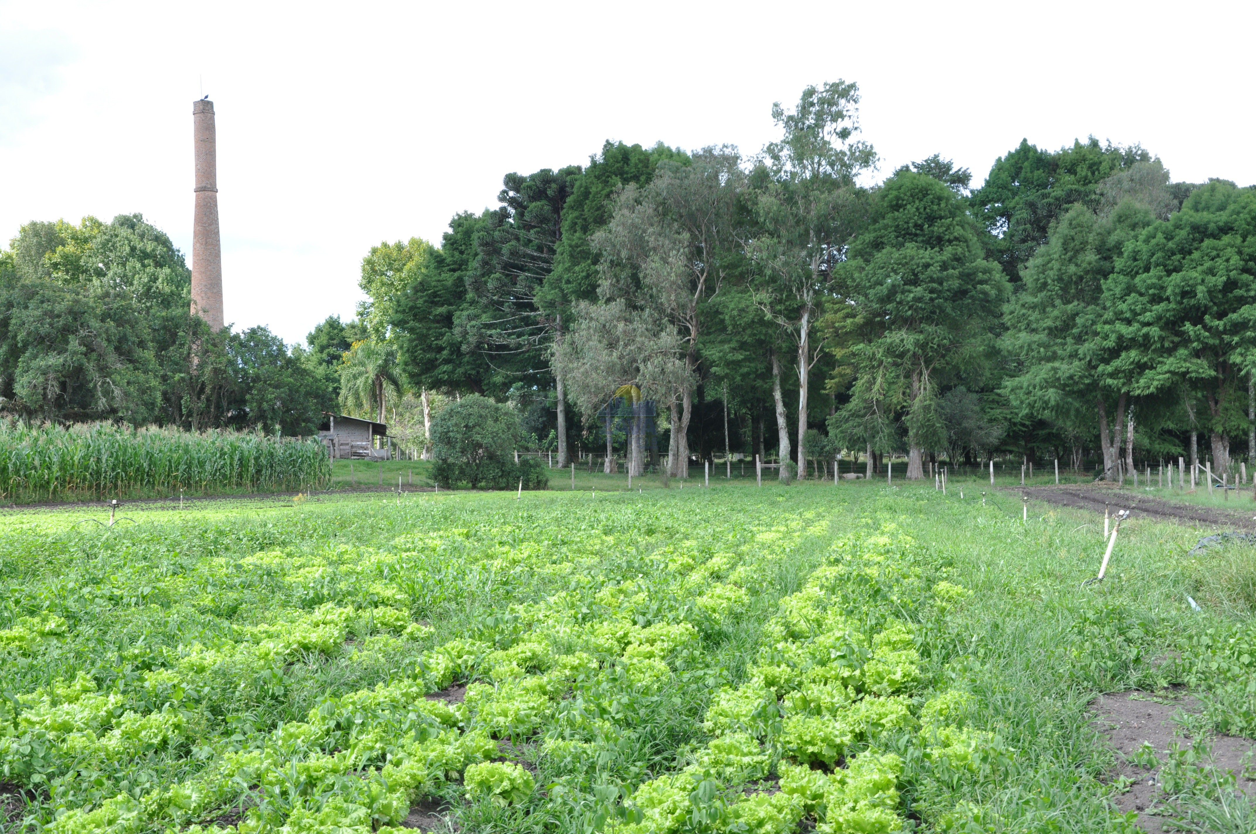 Haras e Área Rural Padrão à venda, 300000m² - Foto 22