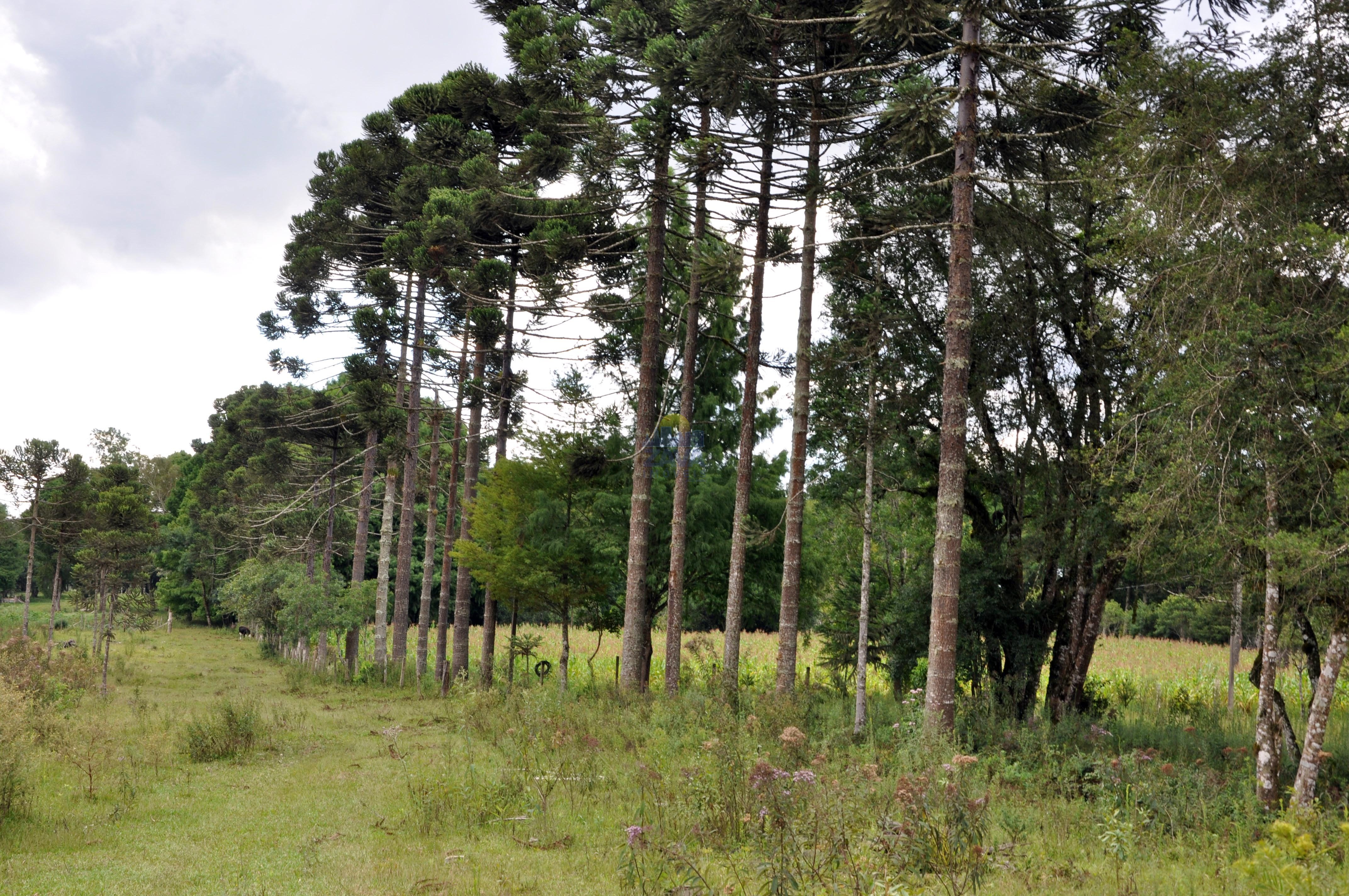 Haras e Área Rural Padrão à venda, 300000m² - Foto 30