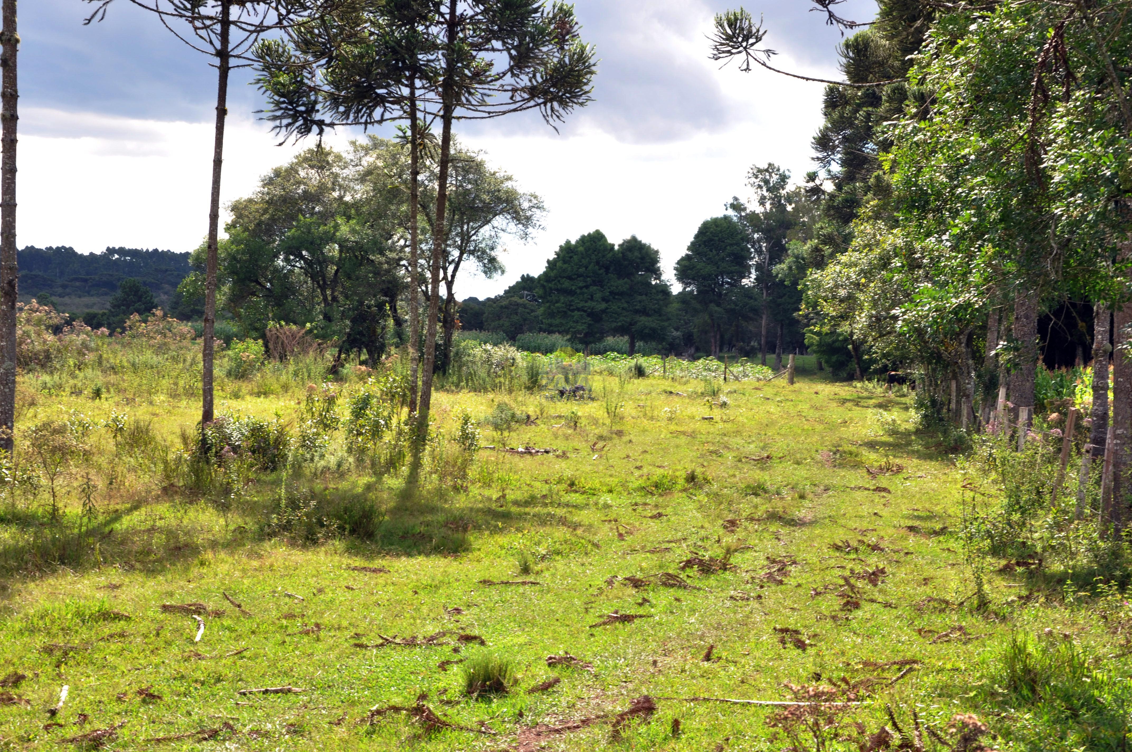 Haras e Área Rural Padrão à venda, 300000m² - Foto 29