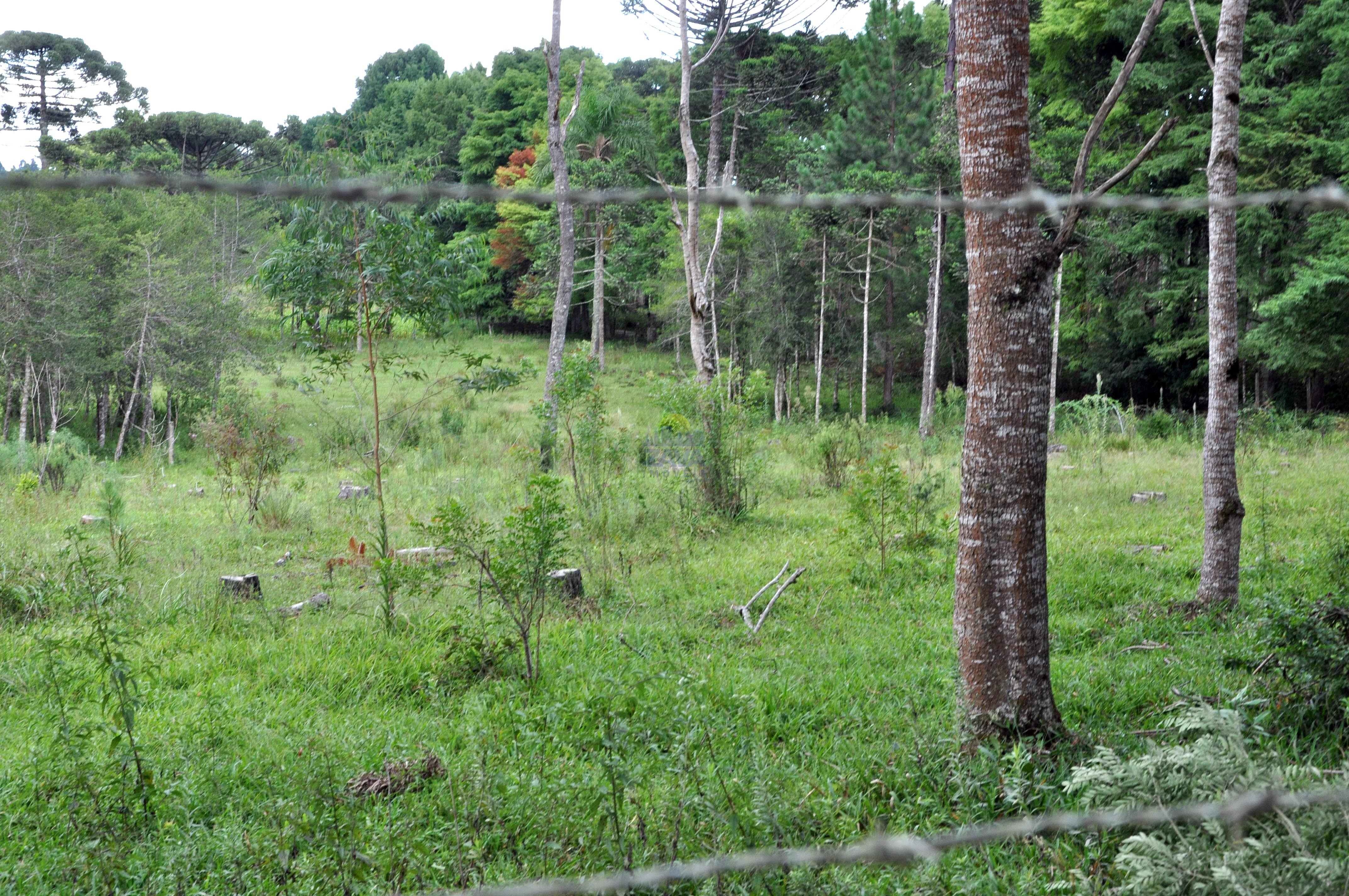 Haras e Área Rural Padrão à venda, 300000m² - Foto 36