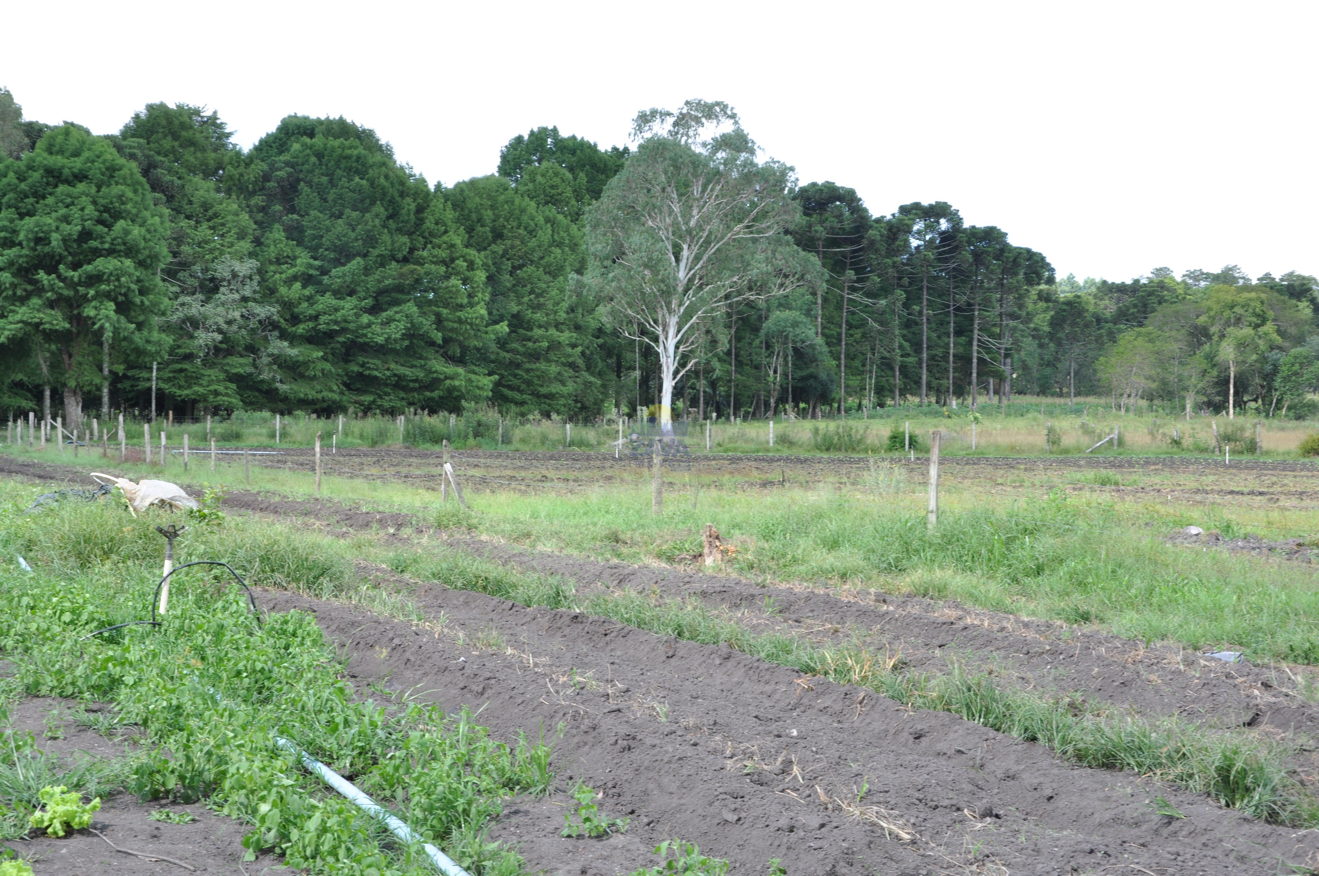 Haras e Área Rural Padrão à venda, 300000m² - Foto 23