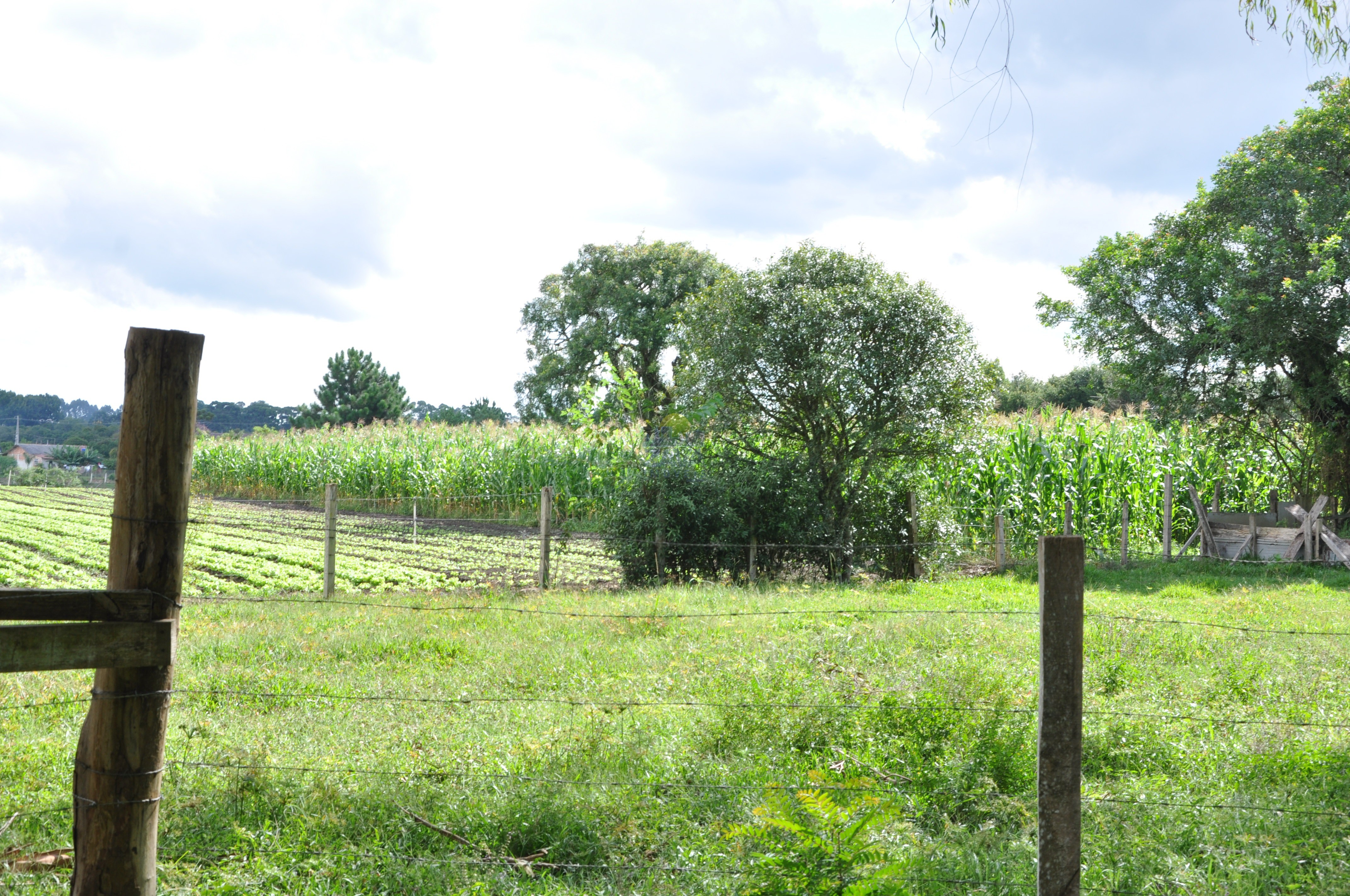 Haras e Área Rural Padrão à venda, 300000m² - Foto 27