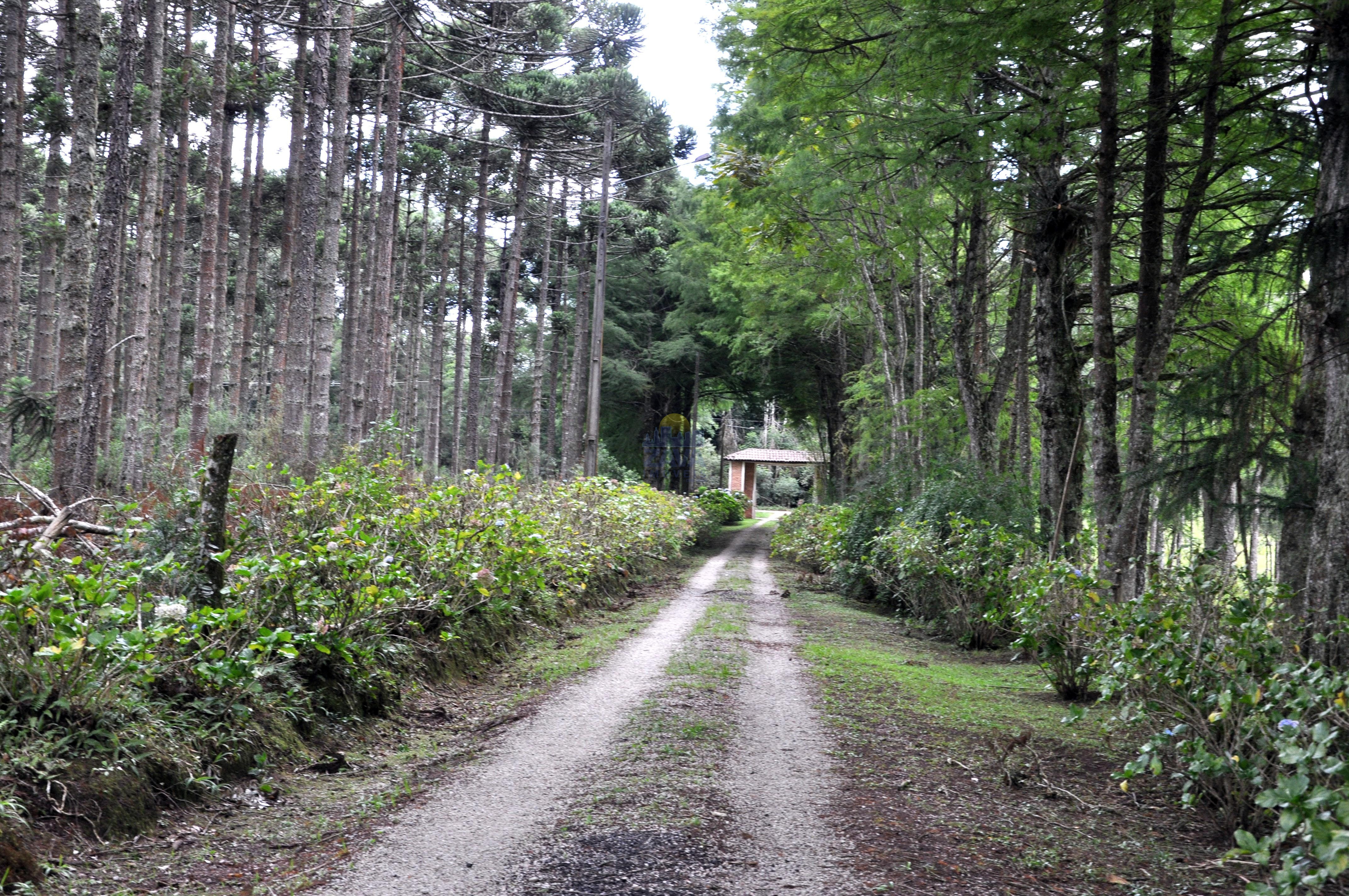 Haras e Área Rural Padrão à venda, 300000m² - Foto 41