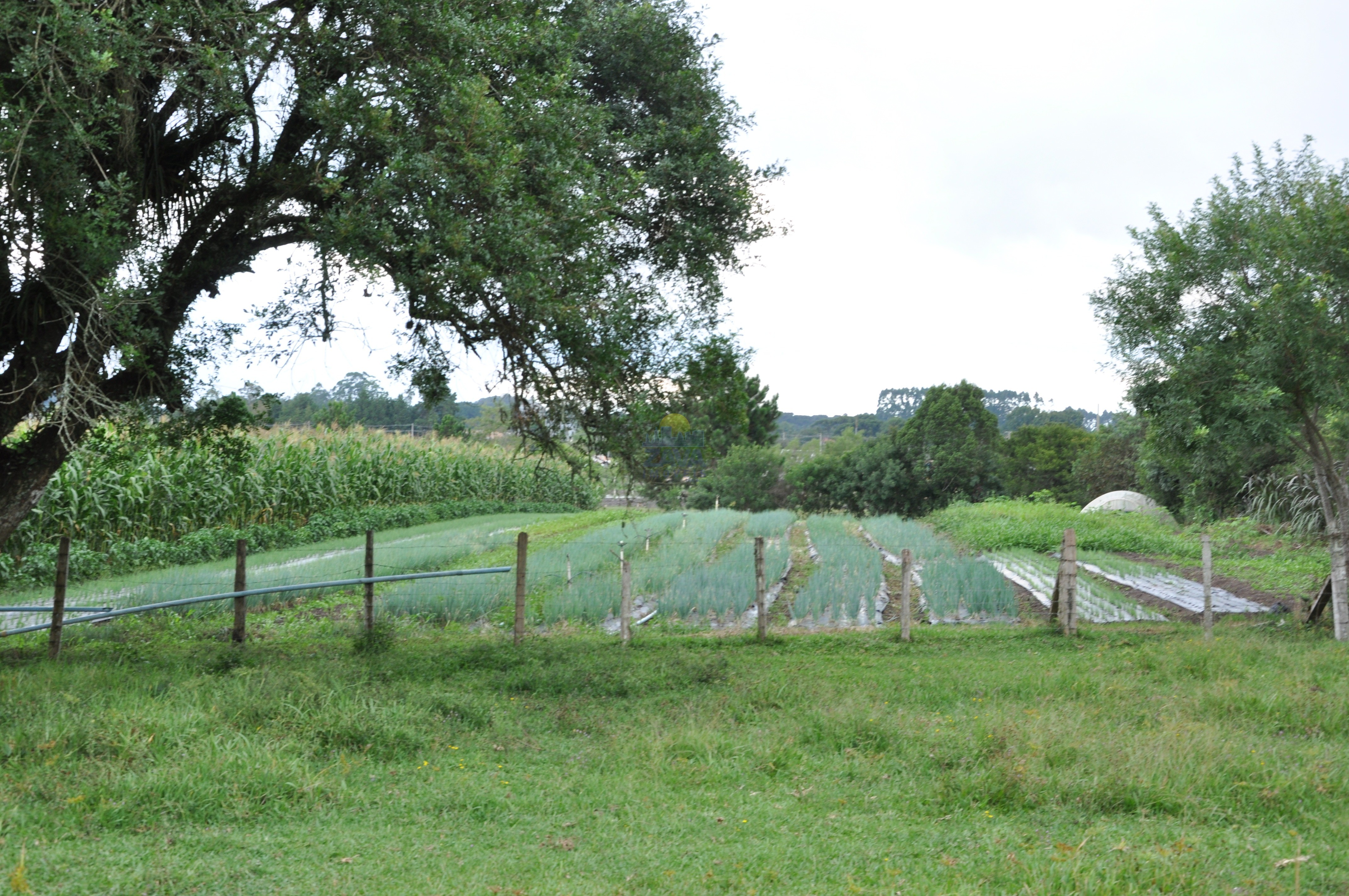 Haras e Área Rural Padrão à venda, 300000m² - Foto 54