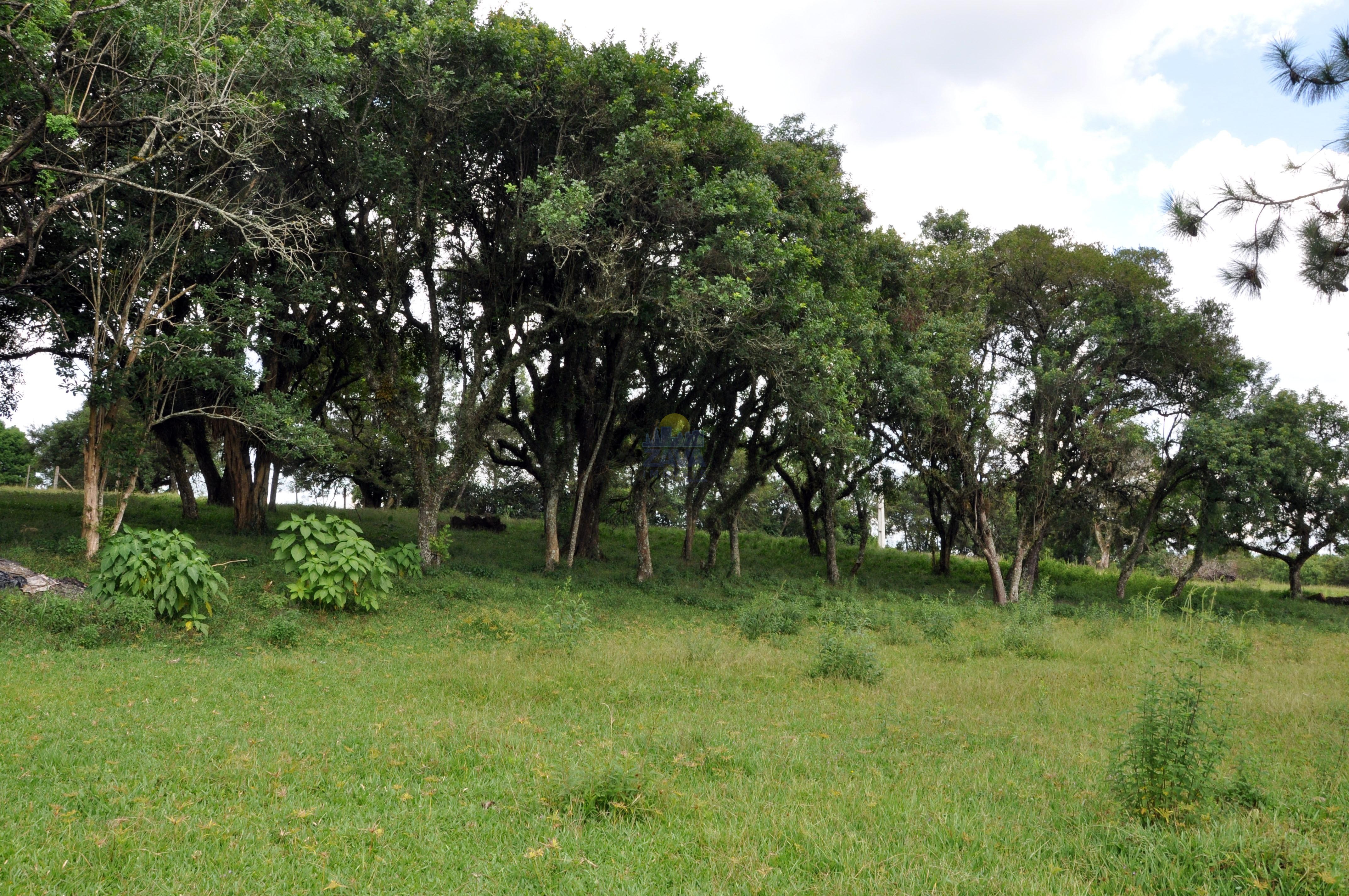 Haras e Área Rural Padrão à venda, 300000m² - Foto 6