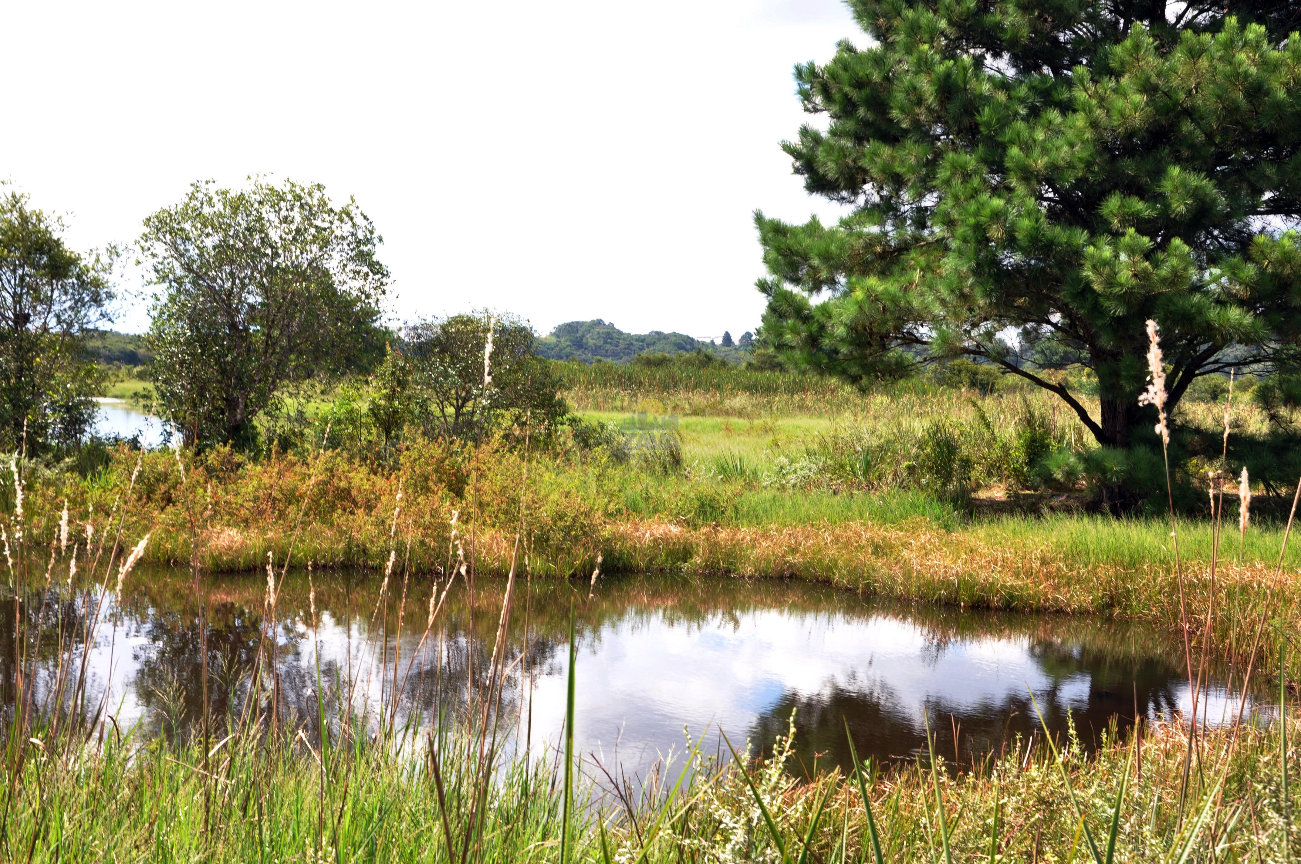 Haras e Área Rural Padrão à venda, 300000m² - Foto 12