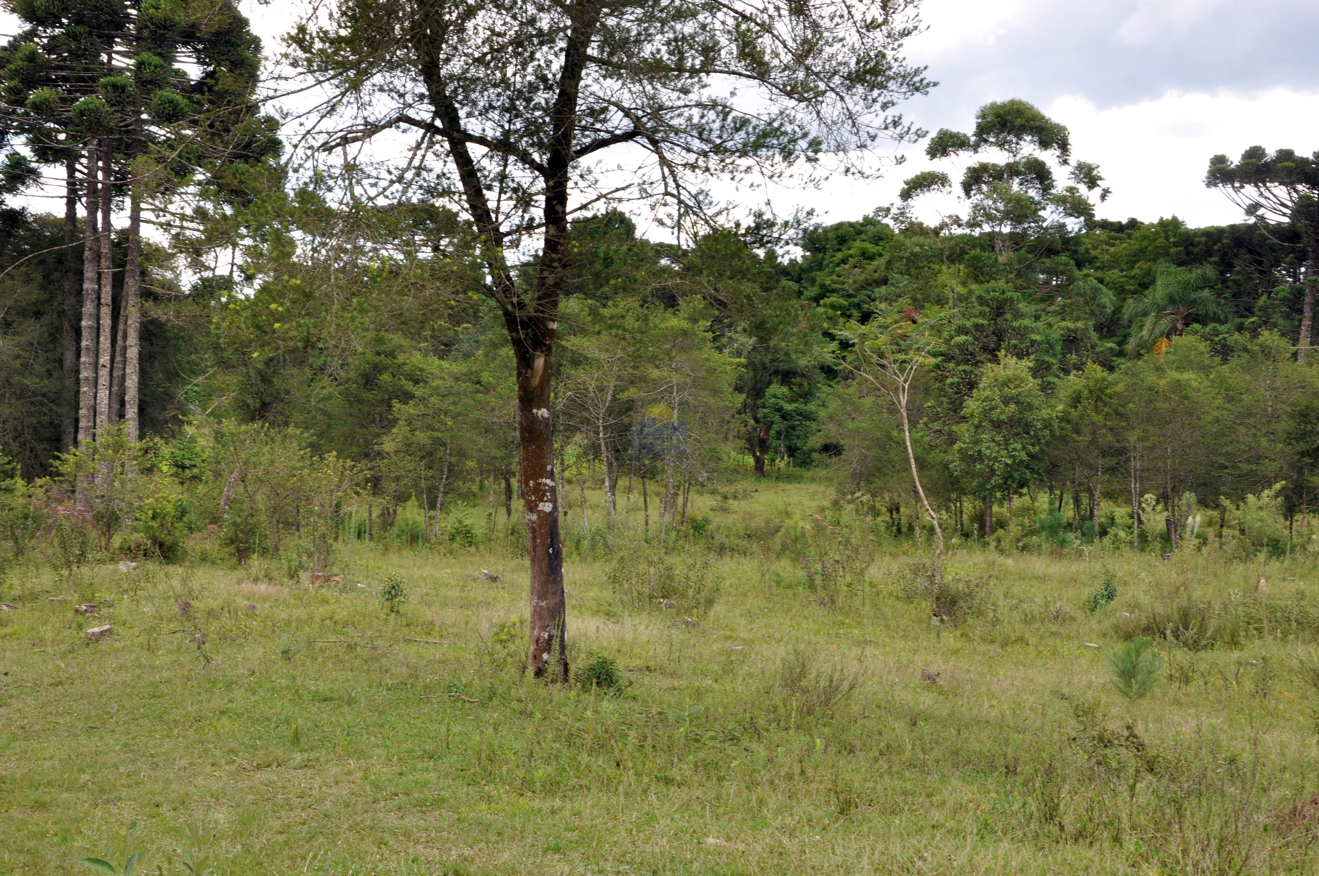 Haras e Área Rural Padrão à venda, 300000m² - Foto 32