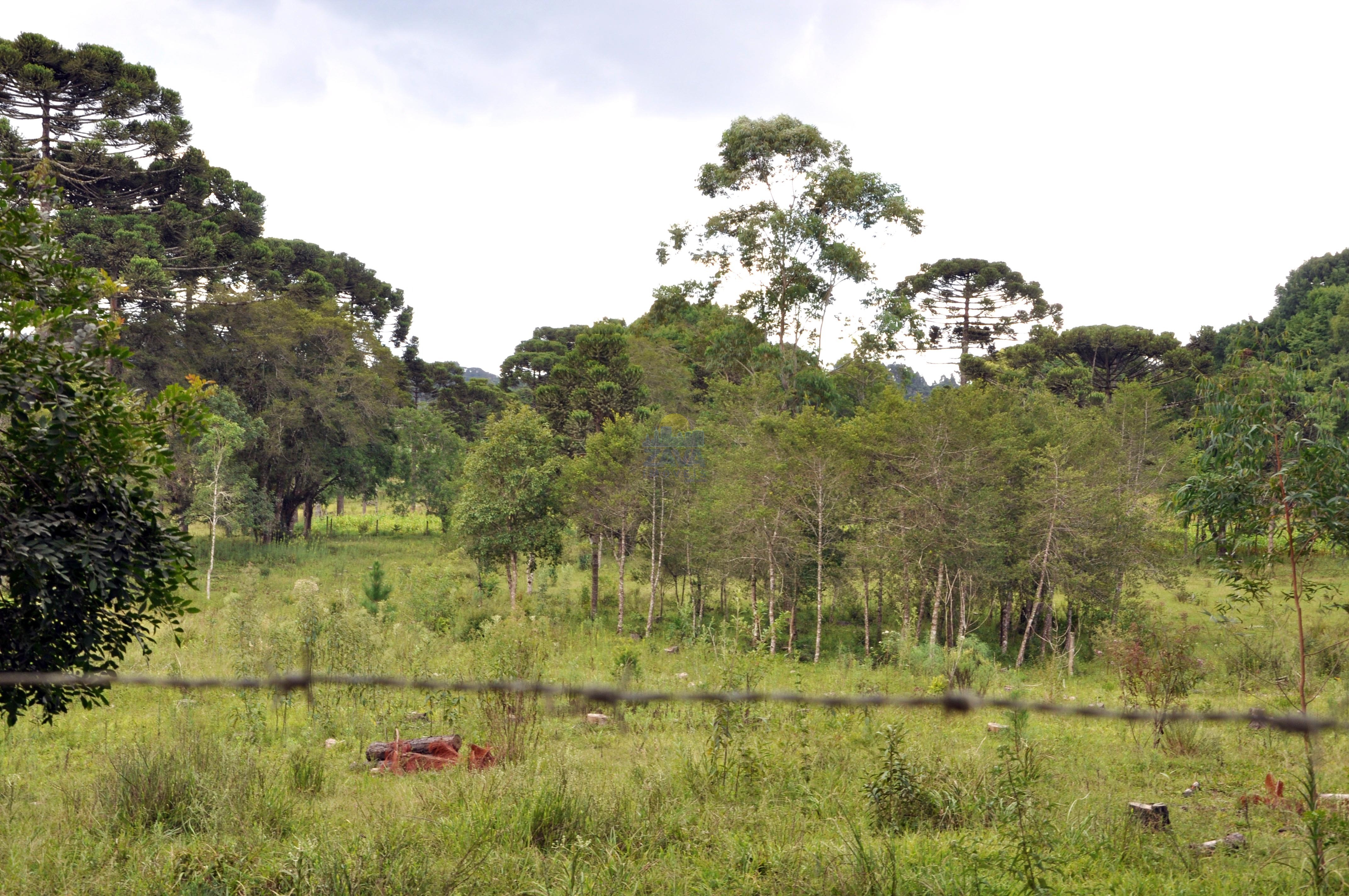 Haras e Área Rural Padrão à venda, 300000m² - Foto 35