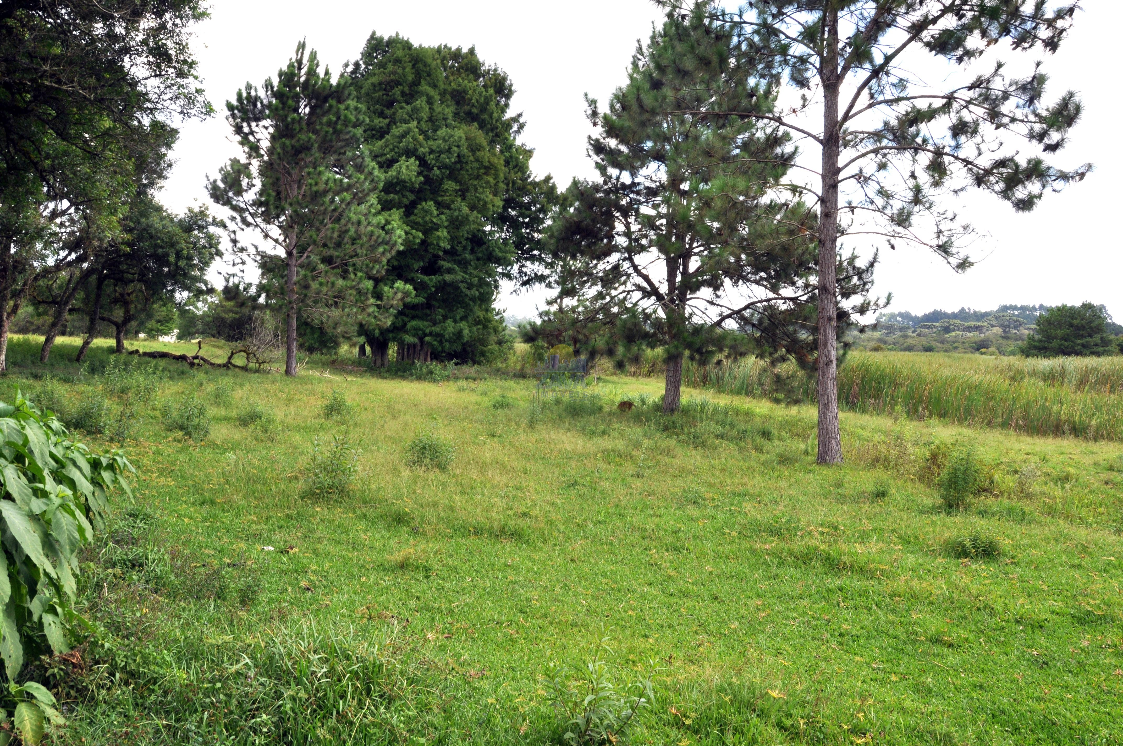 Haras e Área Rural Padrão à venda, 300000m² - Foto 5