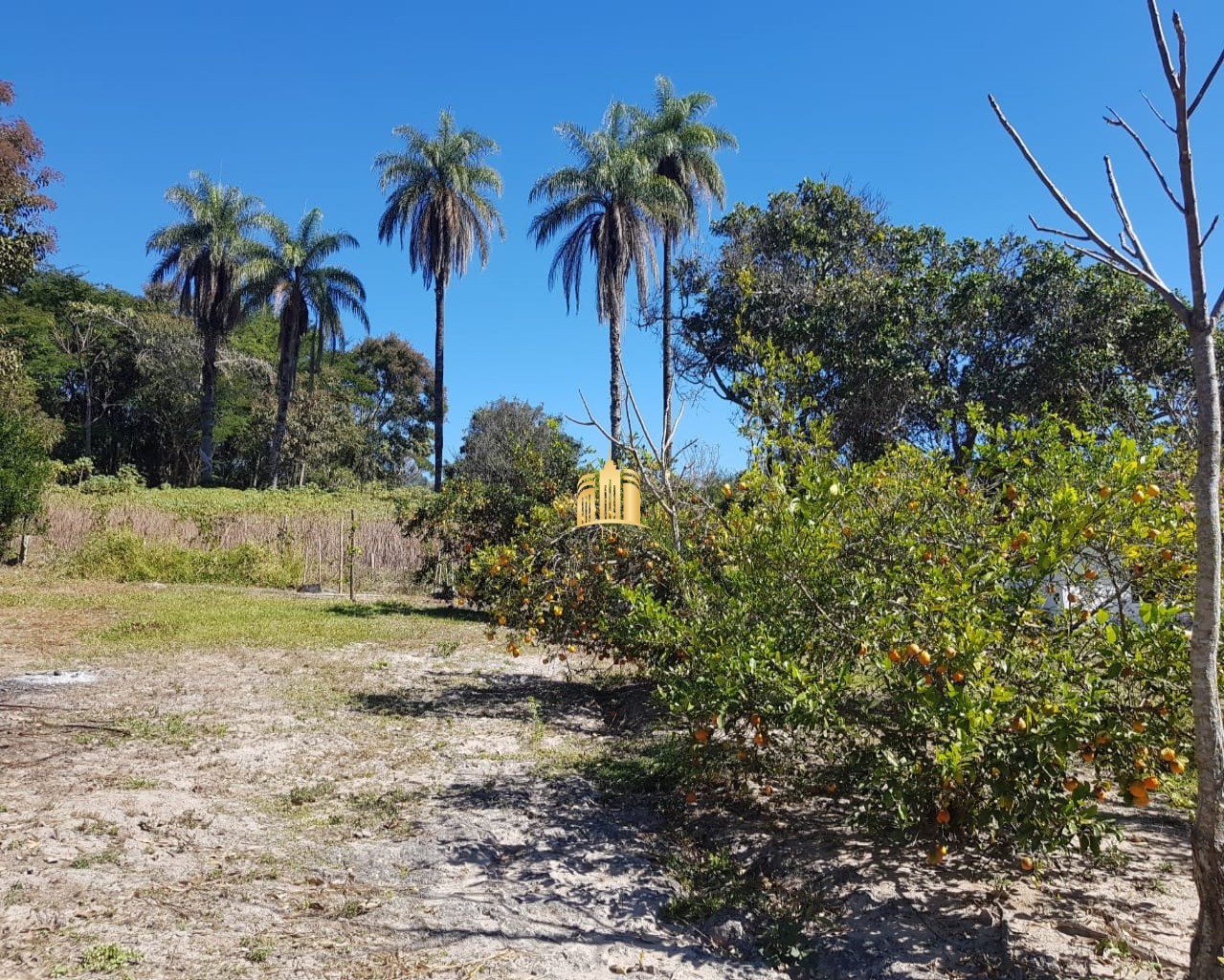 Fazenda à venda com 4 quartos, 150000m² - Foto 14