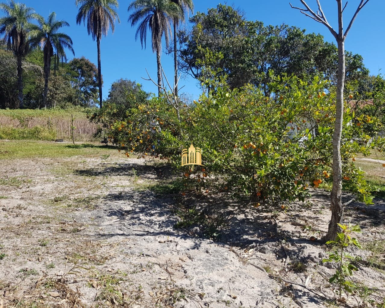 Fazenda à venda com 4 quartos, 150000m² - Foto 15