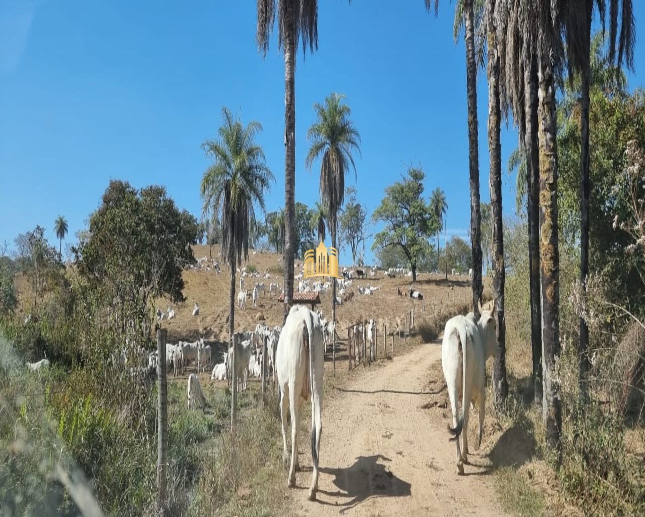 Fazenda à venda com 3 quartos, 100m² - Foto 4