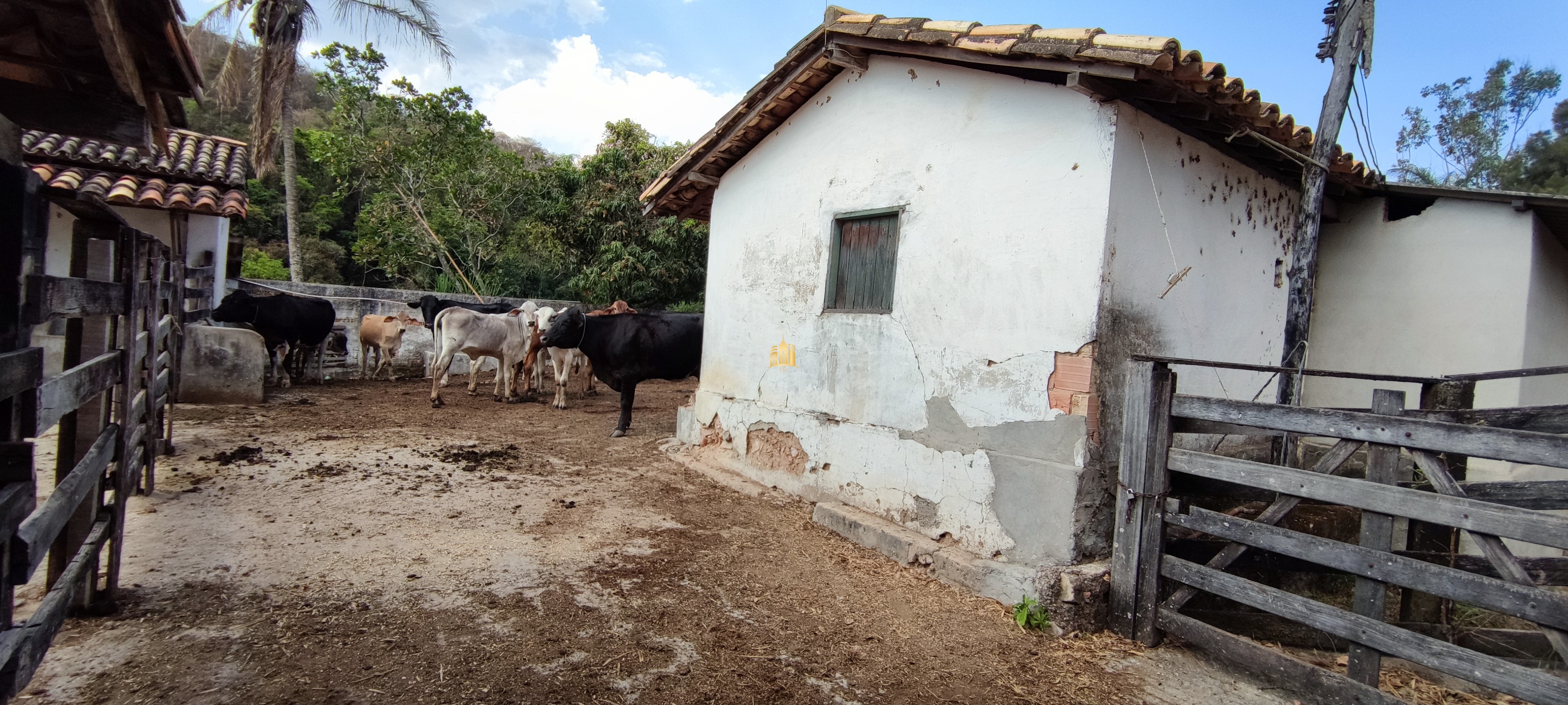 Fazenda à venda com 4 quartos, 1570000m² - Foto 10