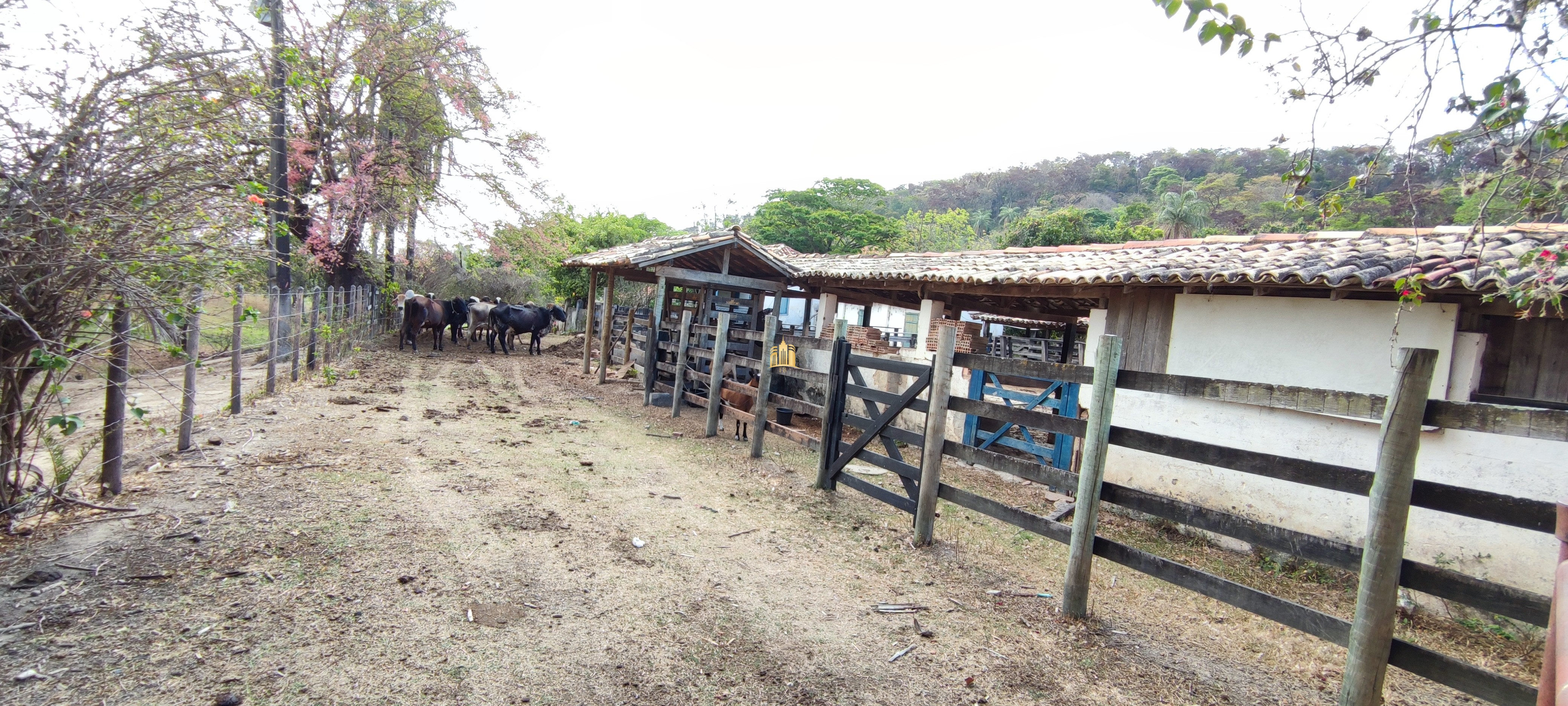 Fazenda à venda com 4 quartos, 1570000m² - Foto 8