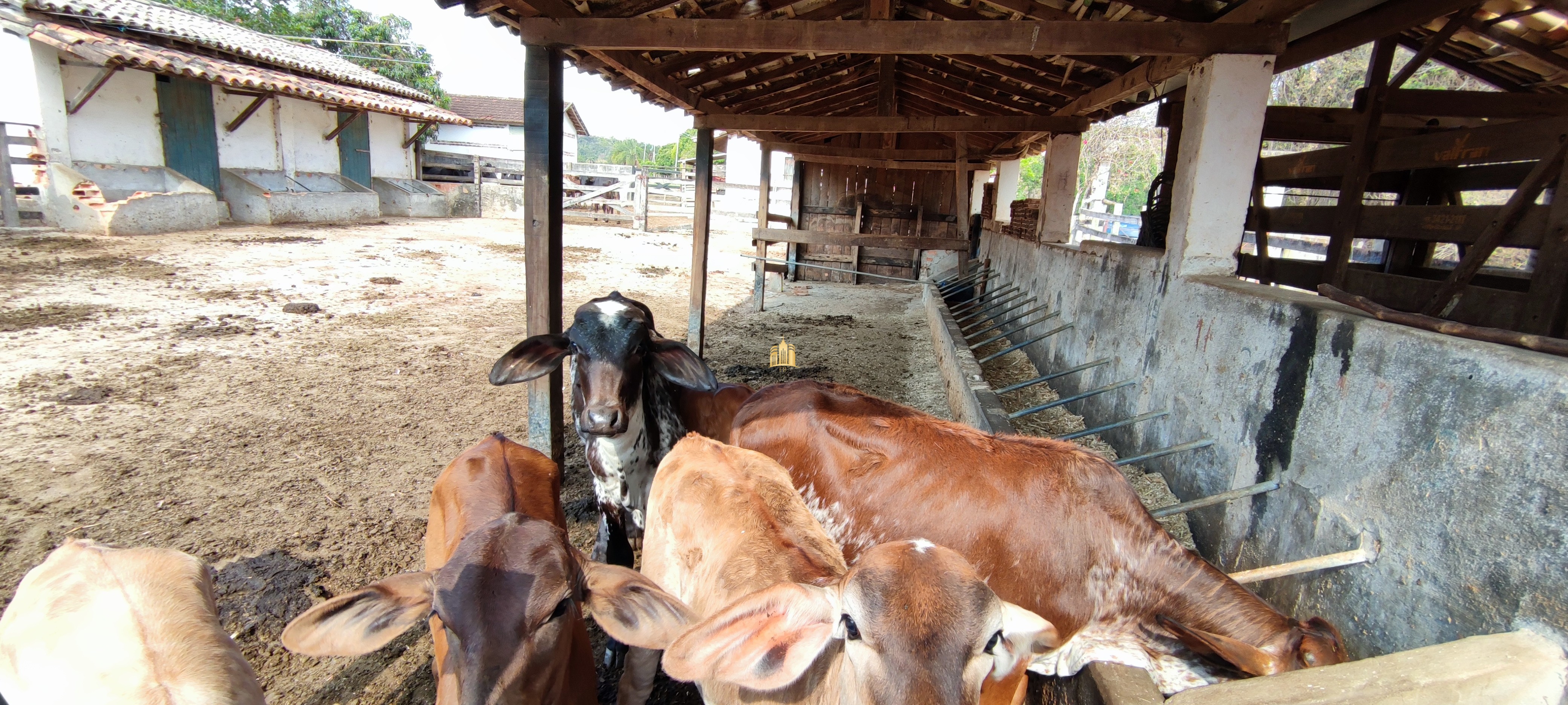 Fazenda à venda com 4 quartos, 1570000m² - Foto 15