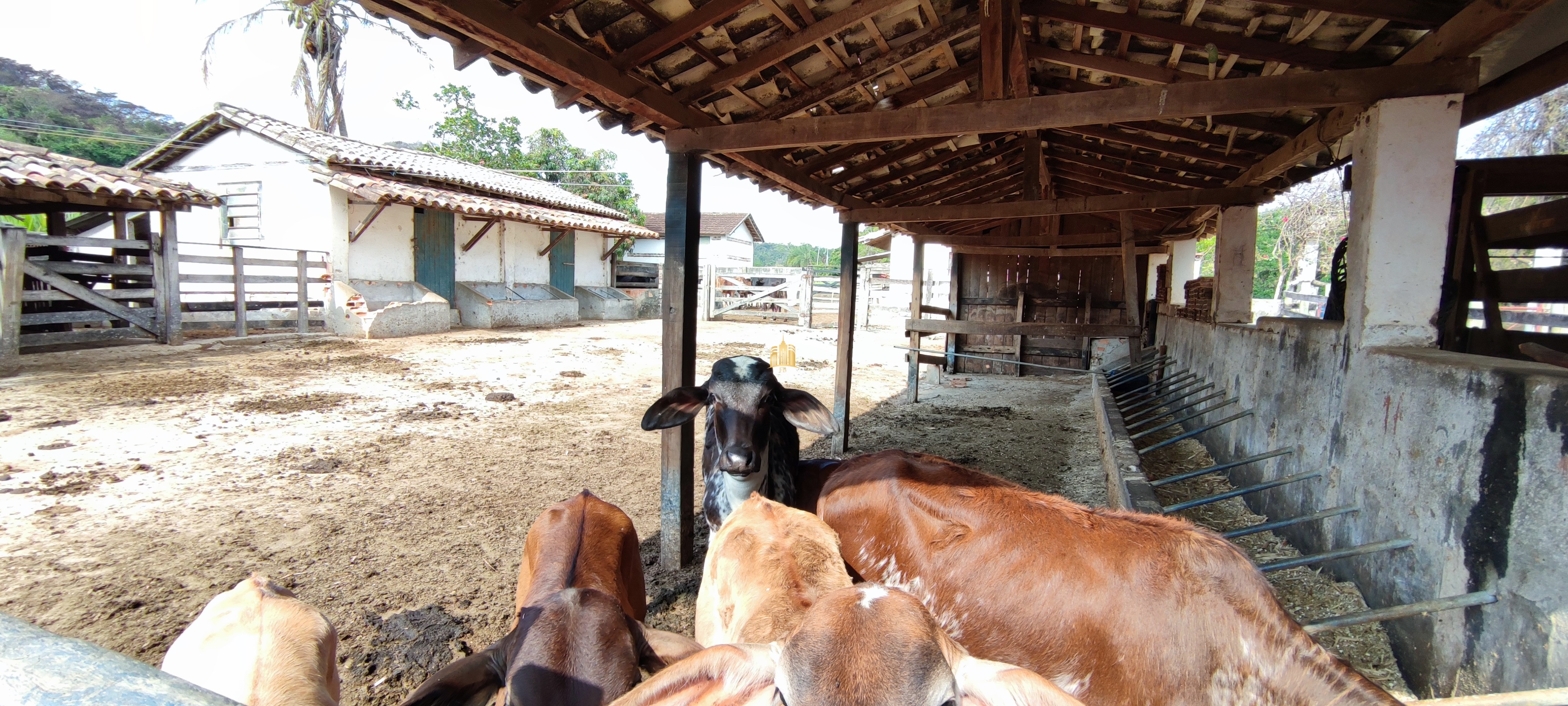 Fazenda à venda com 4 quartos, 1570000m² - Foto 16