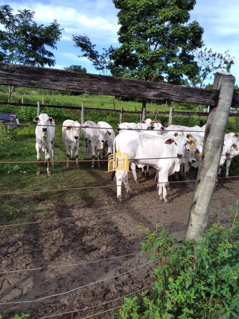 Fazenda à venda com 7 quartos, 300m² - Foto 17