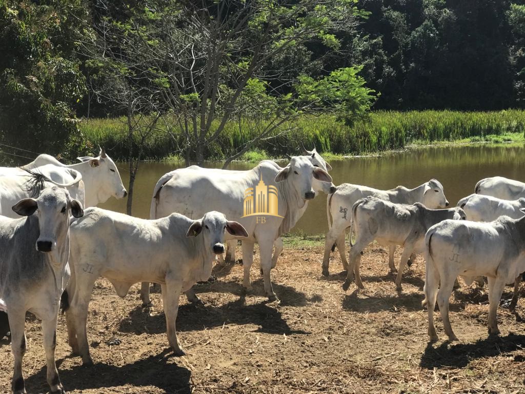 Fazenda à venda com 7 quartos, 300m² - Foto 42