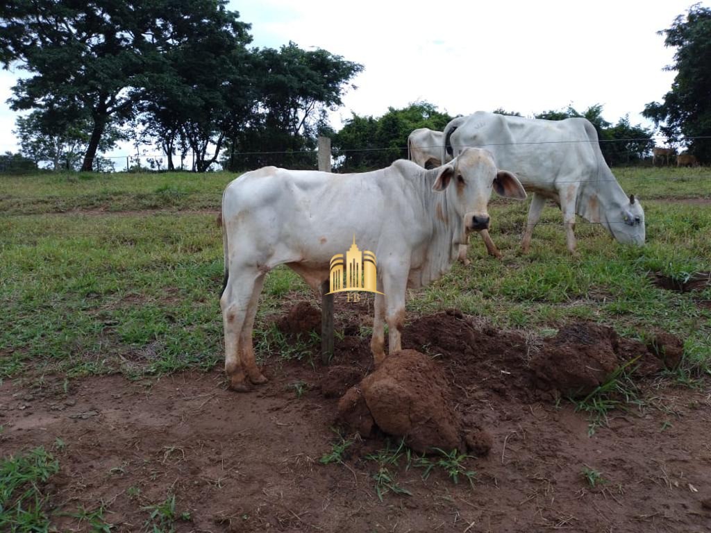 Fazenda à venda com 7 quartos, 300m² - Foto 7