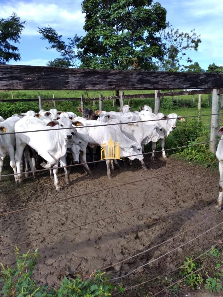 Fazenda à venda com 7 quartos, 300m² - Foto 19