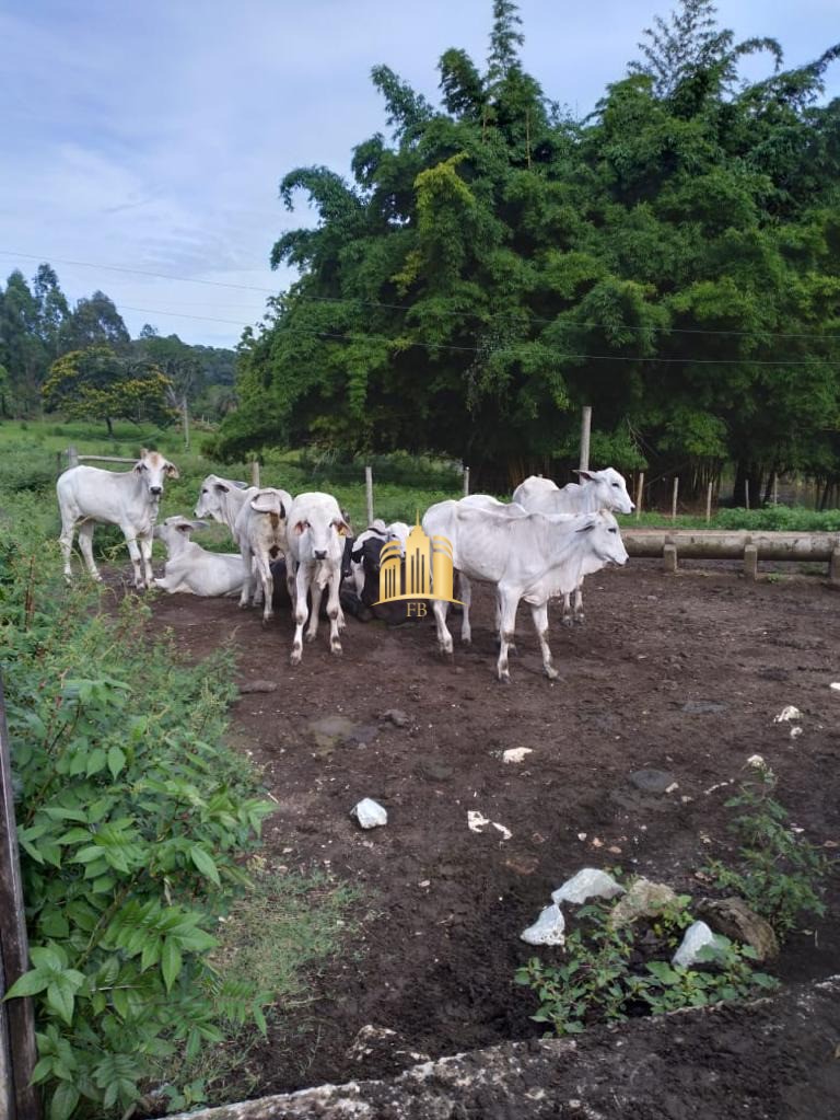 Fazenda à venda com 7 quartos, 300m² - Foto 18