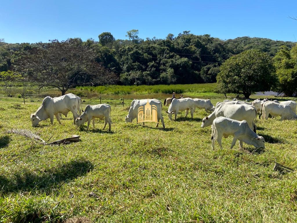 Fazenda à venda com 7 quartos, 300m² - Foto 40