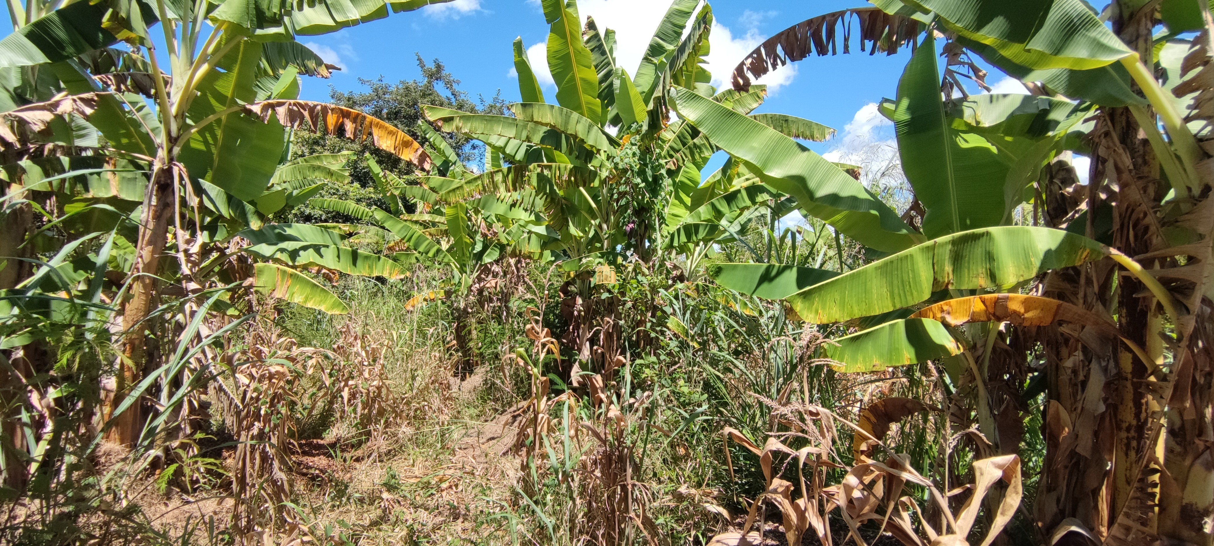 Fazenda à venda com 2 quartos, 131916m² - Foto 117