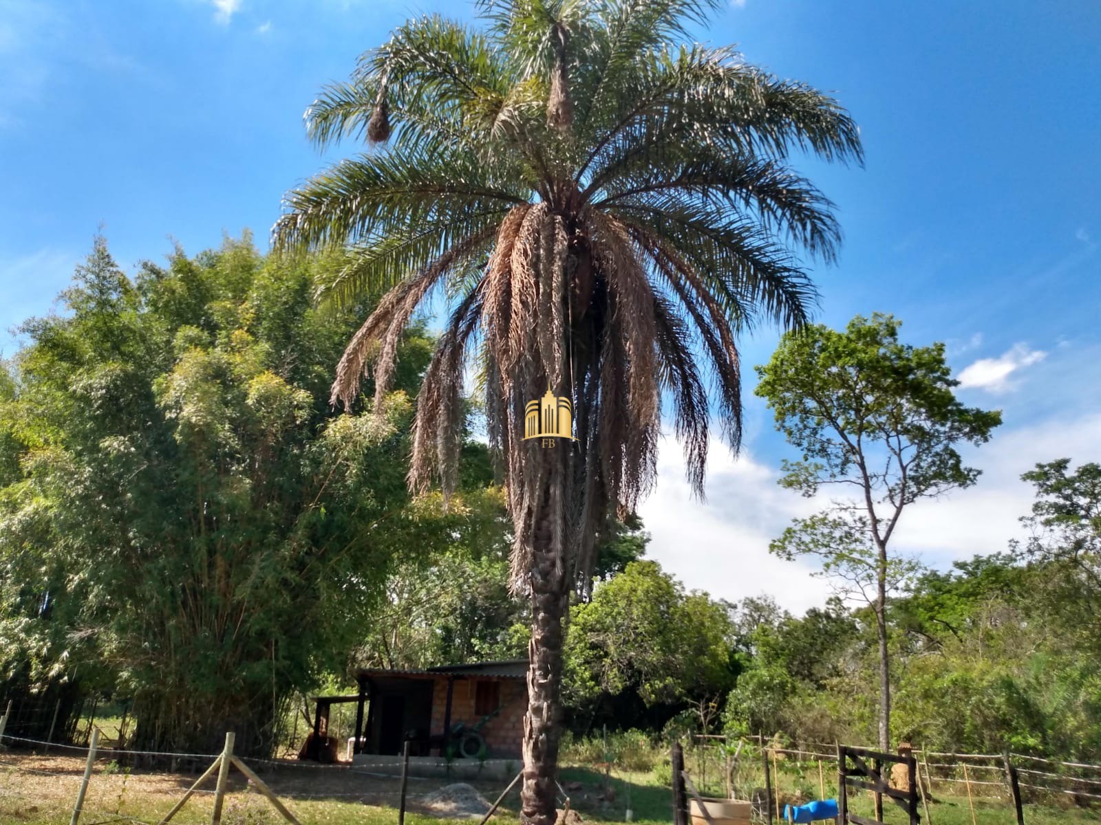 Fazenda à venda com 2 quartos, 330000m² - Foto 12