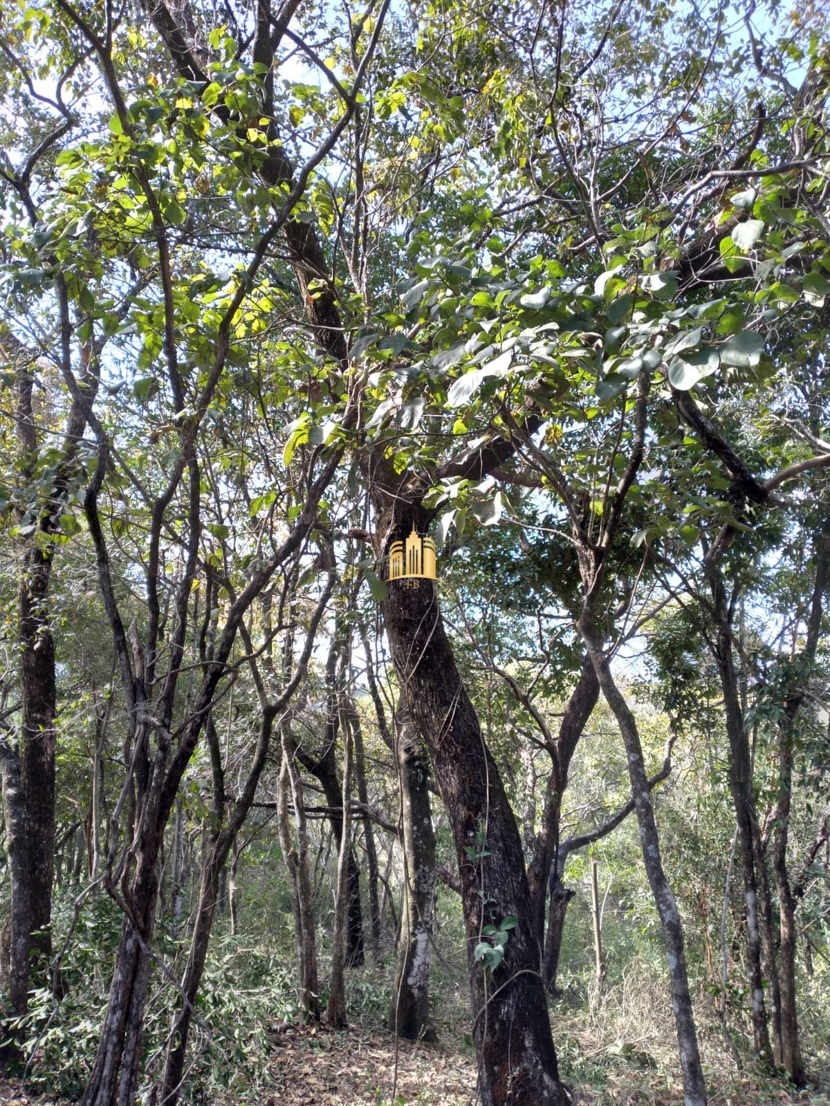 Terreno à venda, 2000m² - Foto 4