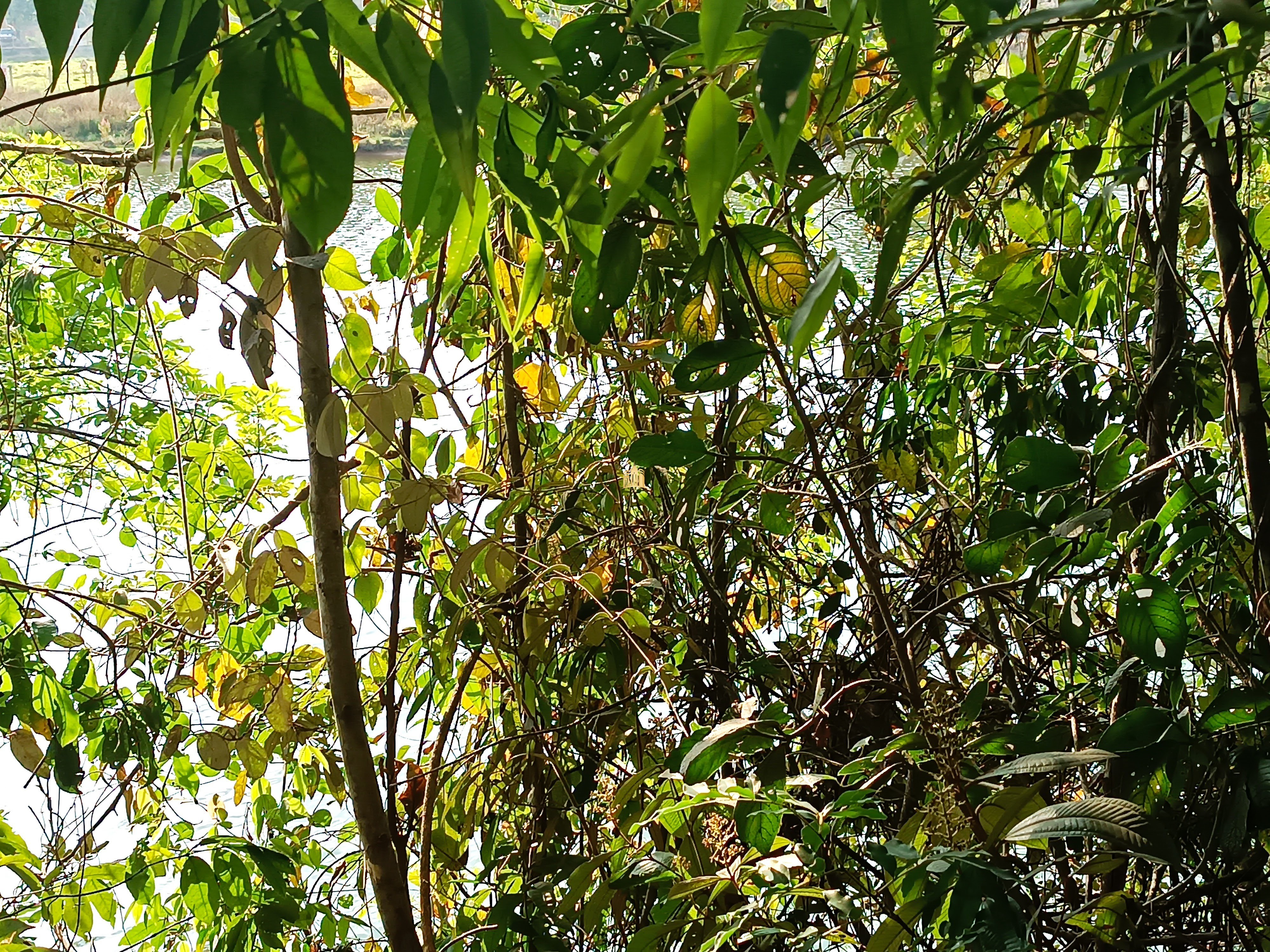 Sítio, 6 quartos, 7000 m² - Foto 91