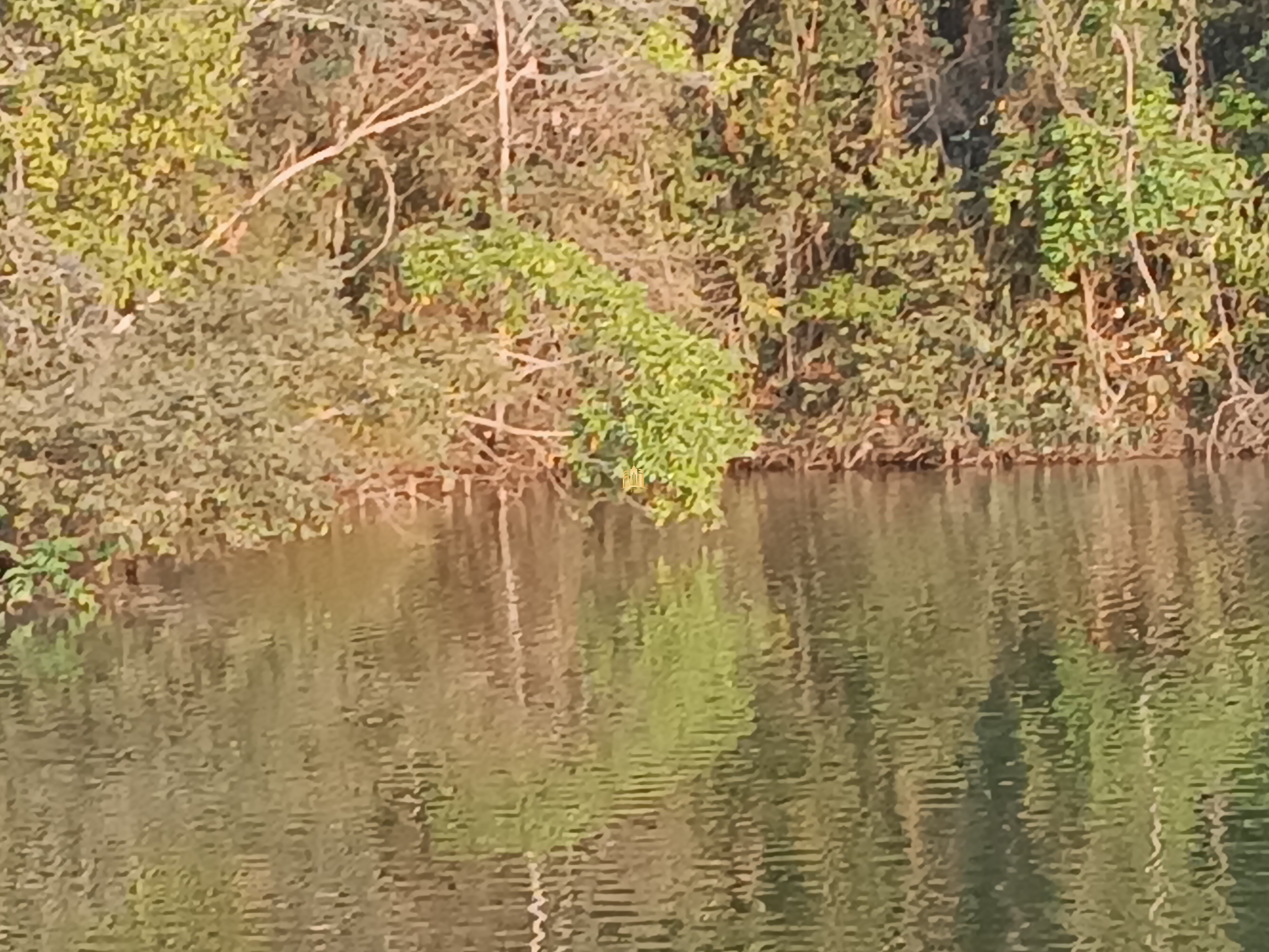 Sítio, 6 quartos, 7000 m² - Foto 3