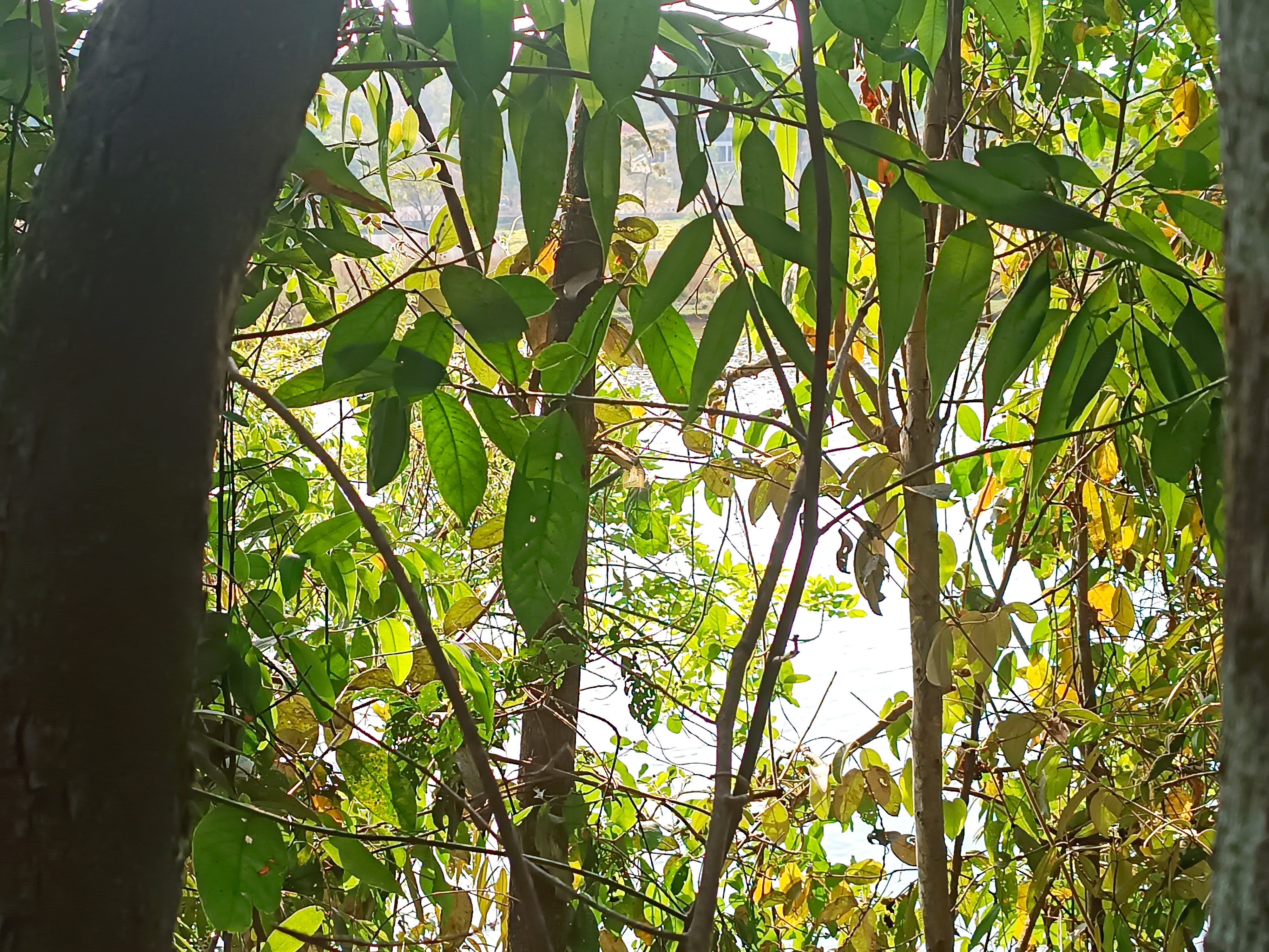 Sítio, 6 quartos, 7000 m² - Foto 93