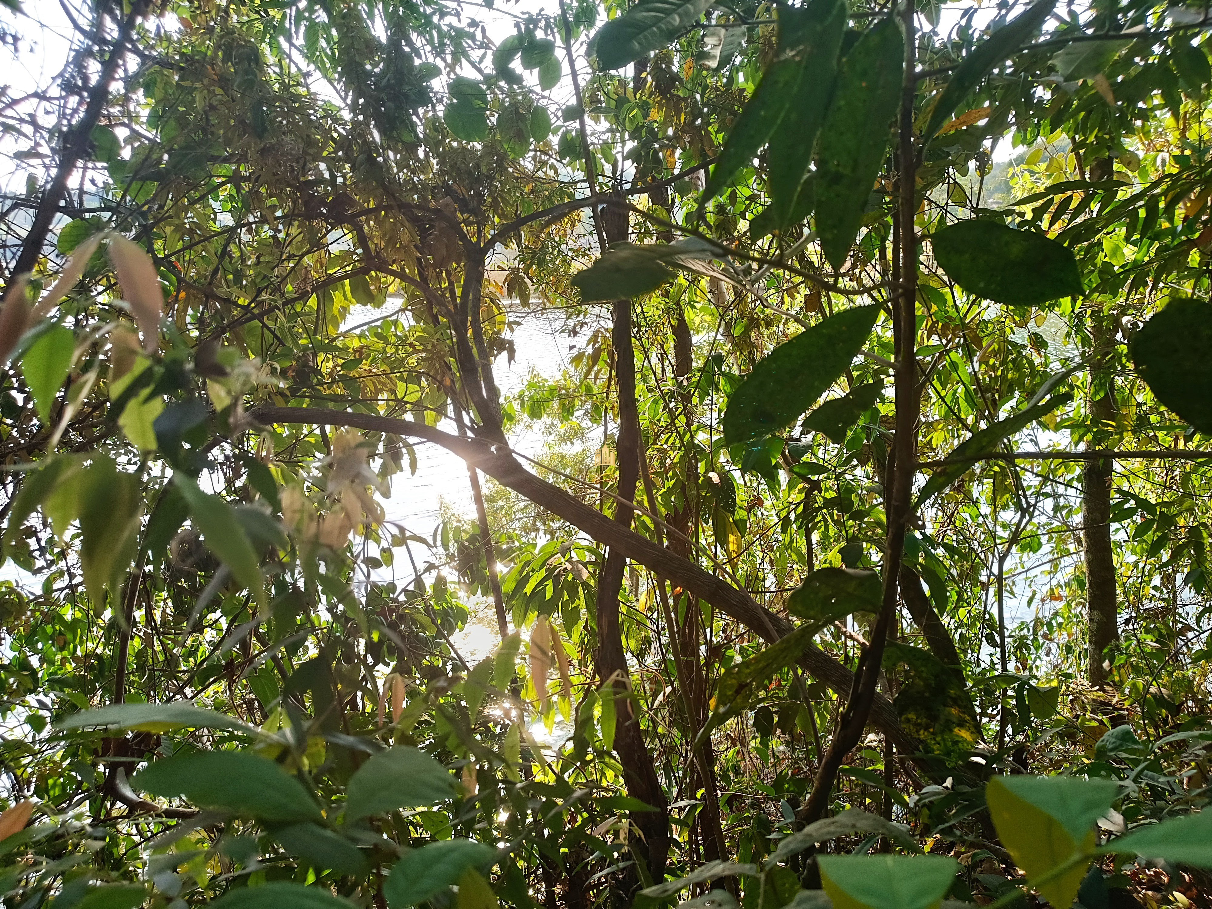 Sítio, 6 quartos, 7000 m² - Foto 94