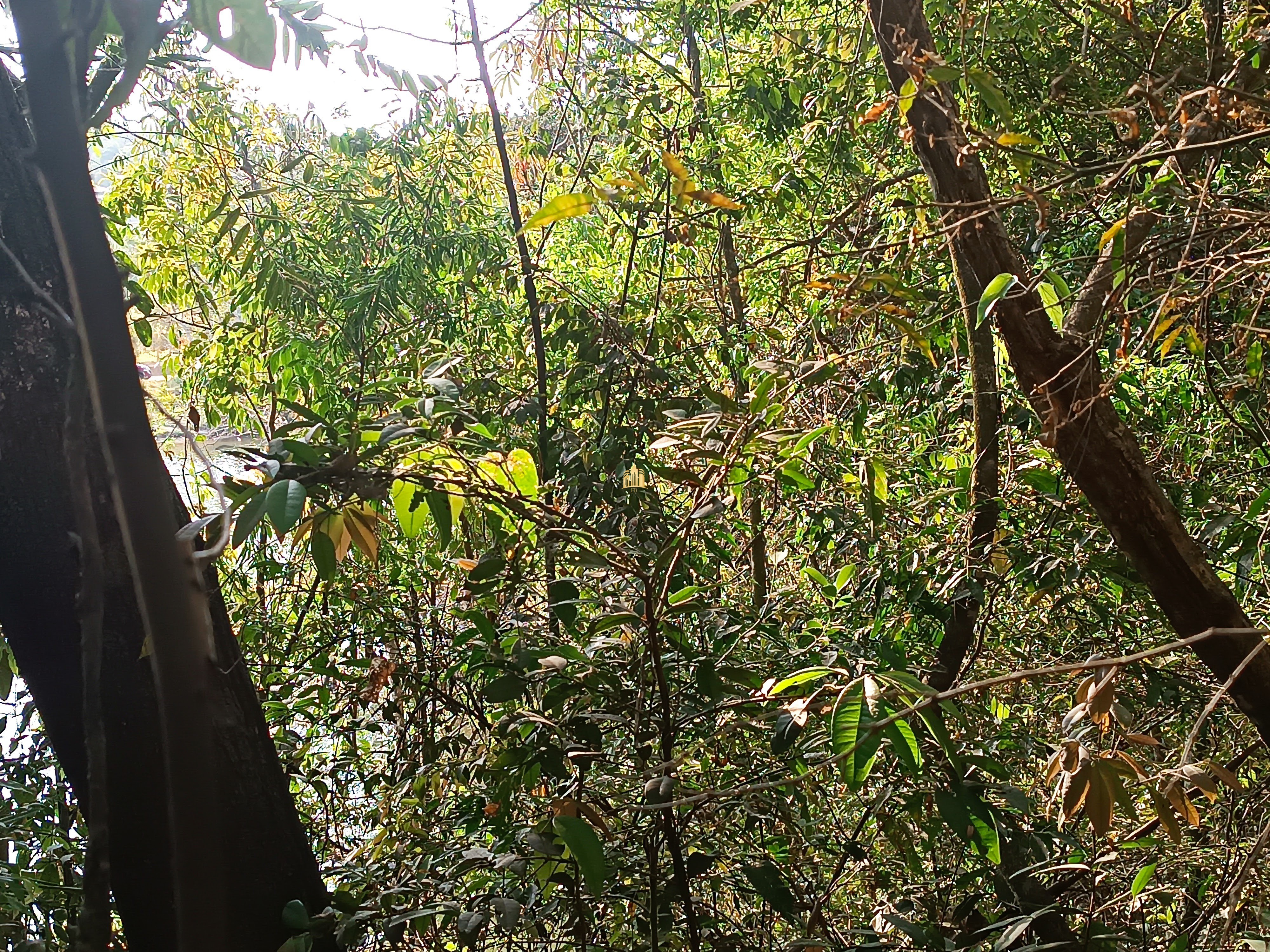 Sítio, 6 quartos, 7000 m² - Foto 86