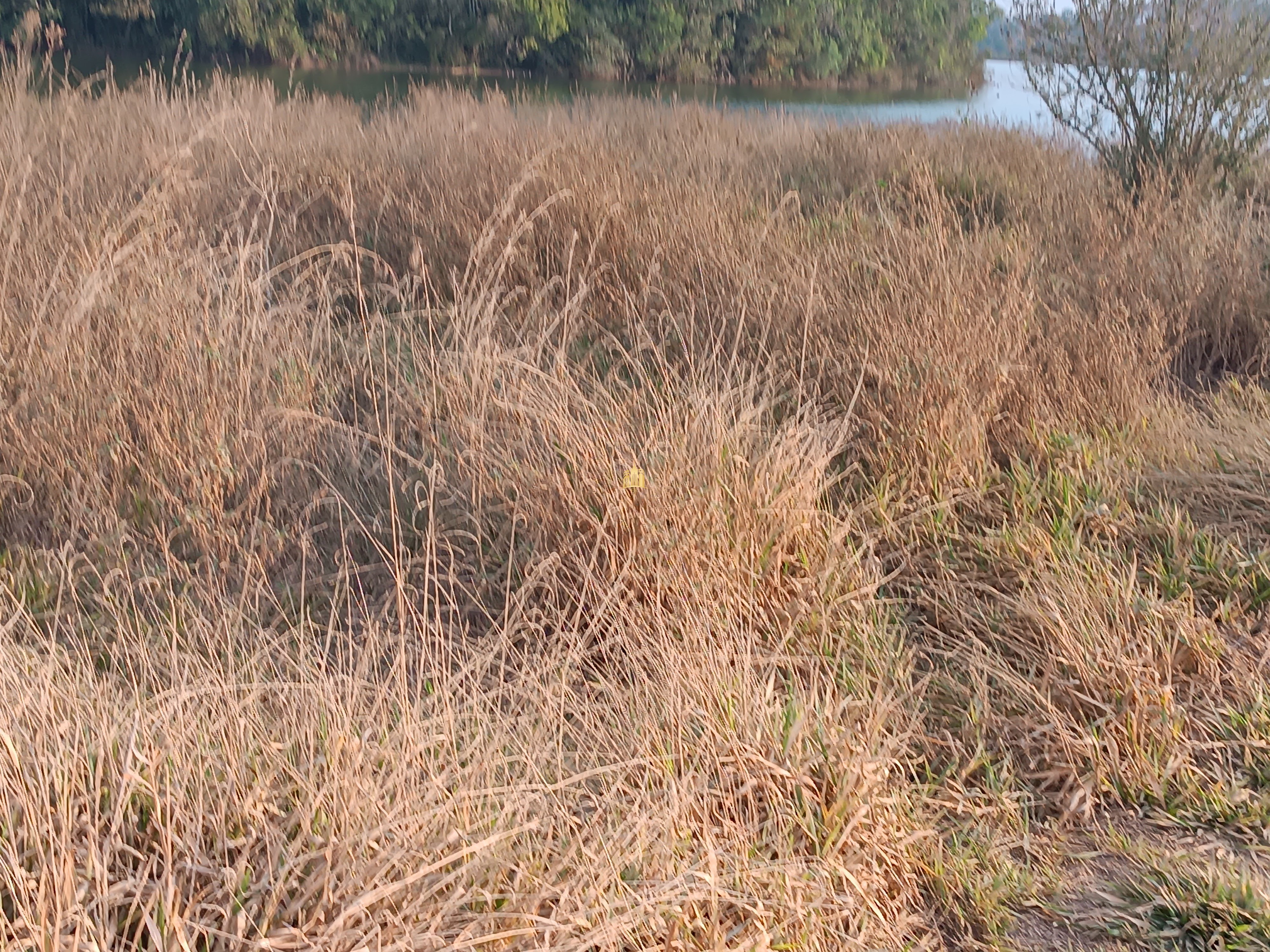 Sítio, 6 quartos, 7000 m² - Foto 9