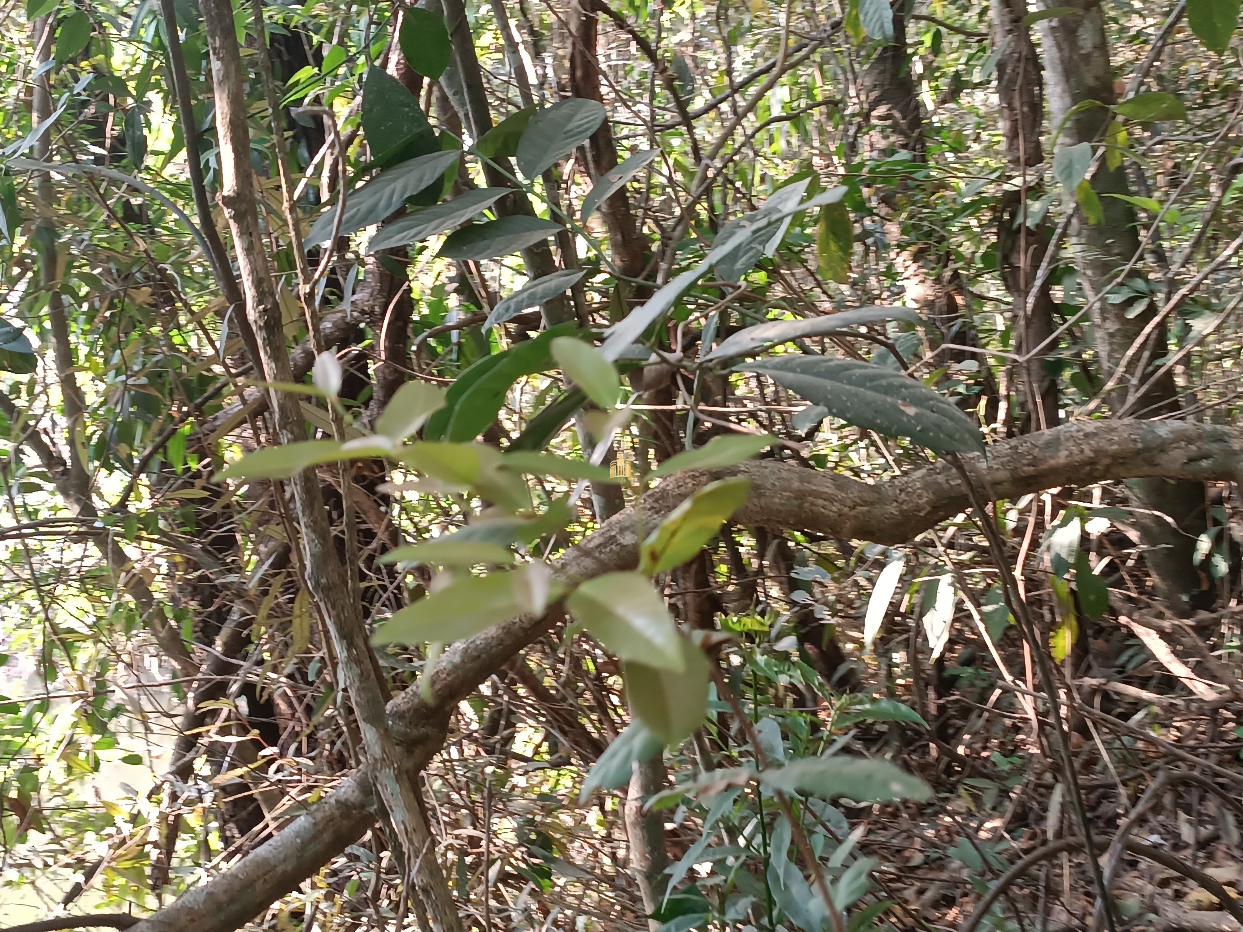 Sítio, 6 quartos, 7000 m² - Foto 87