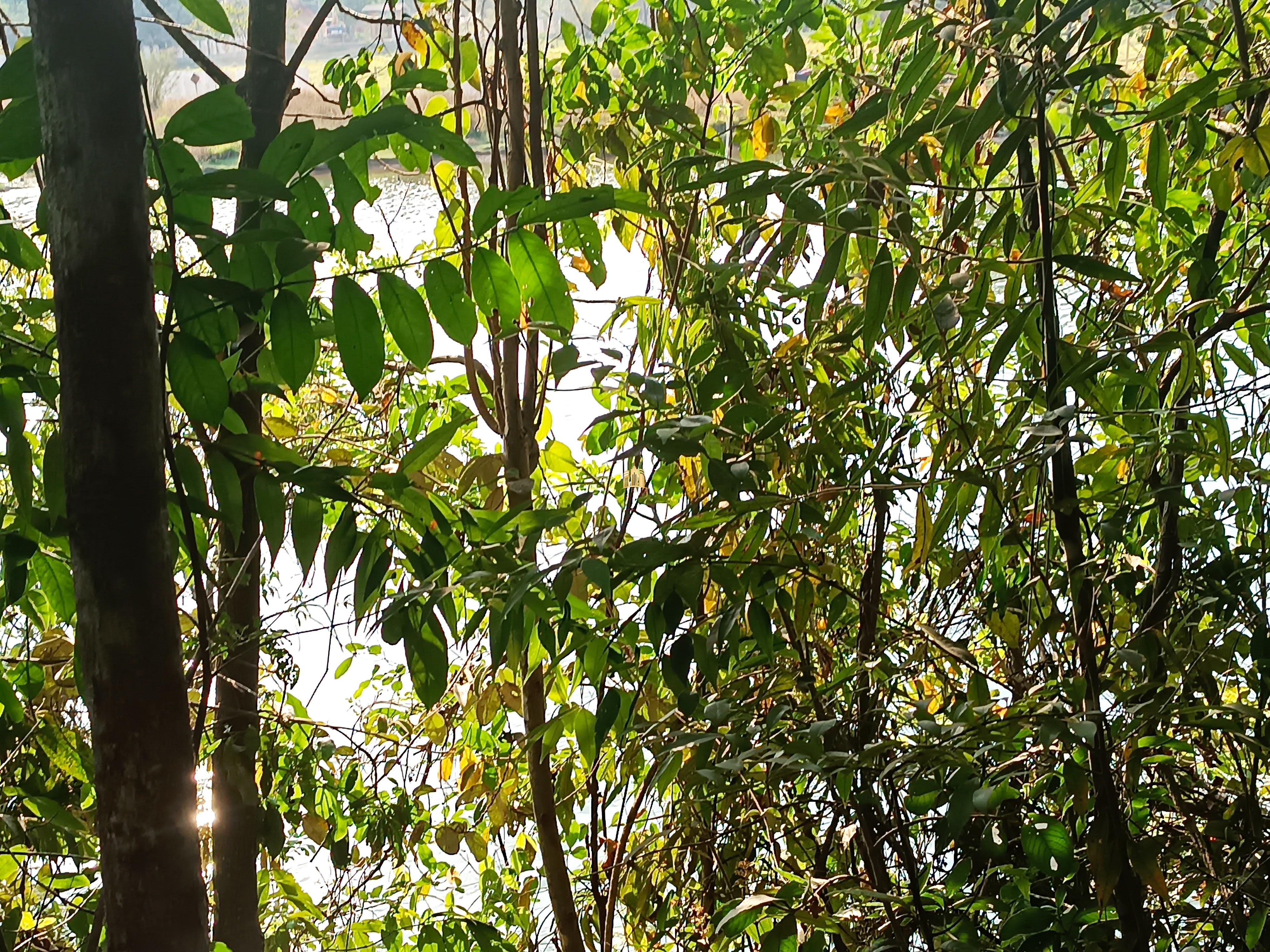 Sítio, 6 quartos, 7000 m² - Foto 88