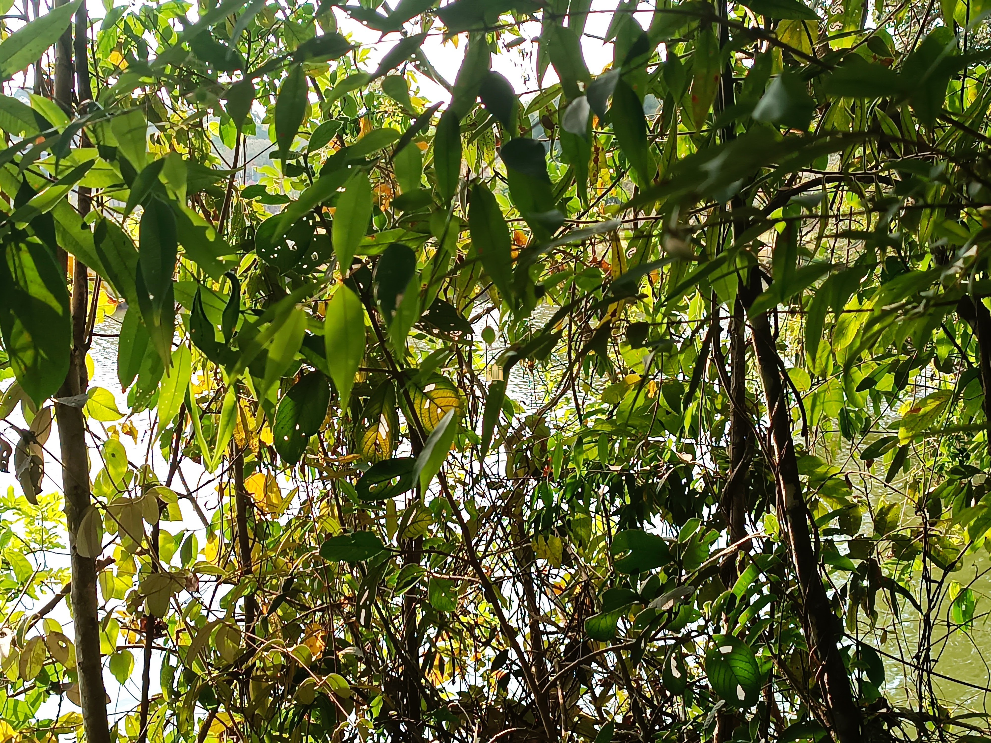 Sítio, 6 quartos, 7000 m² - Foto 92