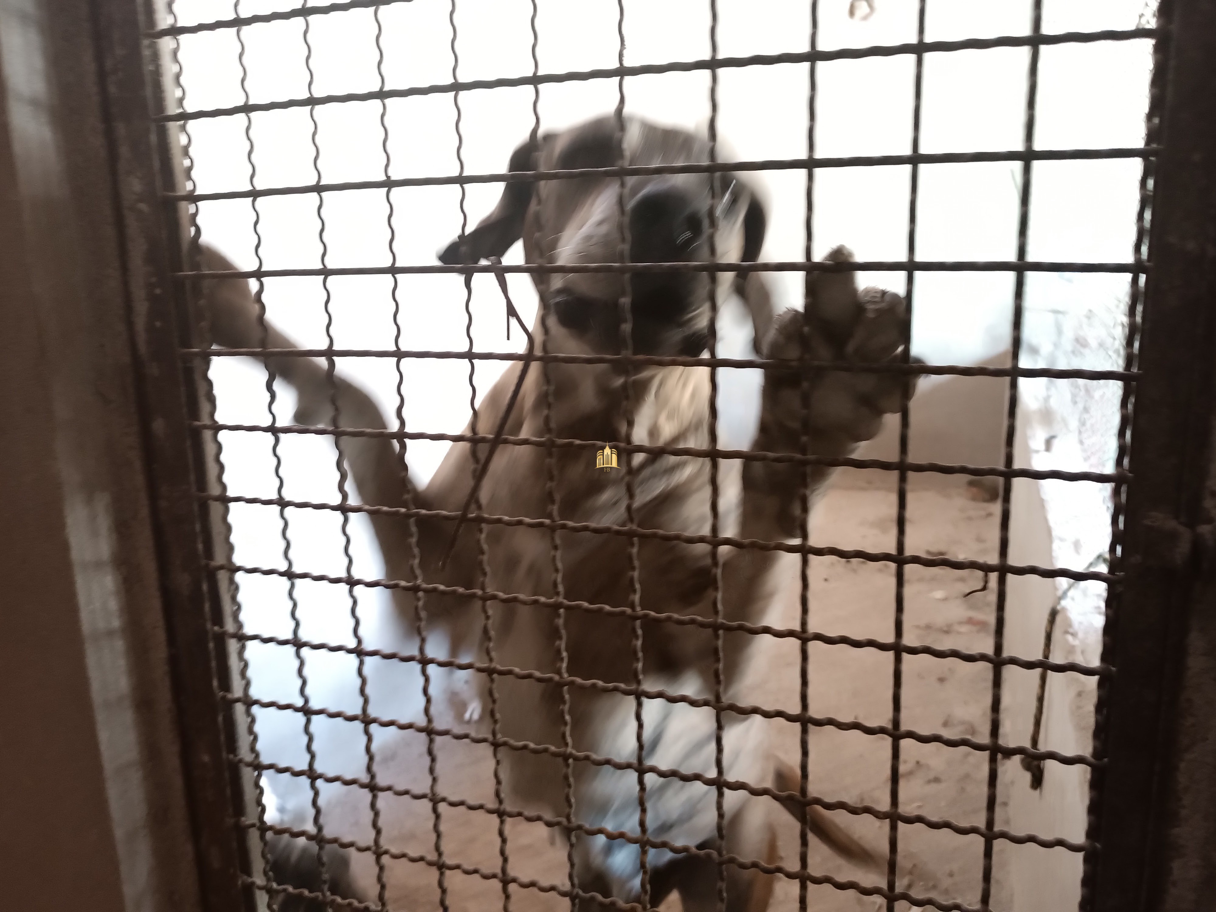 Sítio, 6 quartos, 7000 m² - Foto 105